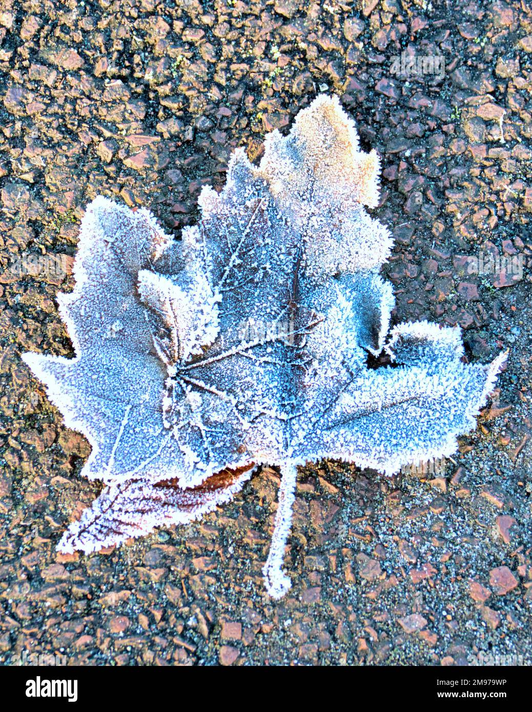 Glasgow, Écosse, Royaume-Uni 17th janvier 2023. Météo au Royaume-Uni: Ciel clair froid a vu un démarrage très froid avec la promesse de pire à venir comme les gens se sont réveillés à un pays merveilleux d'hiver et un parc Kelvingrove très froid feuille gelée. Crédit Gerard Ferry/Alay Live News Banque D'Images