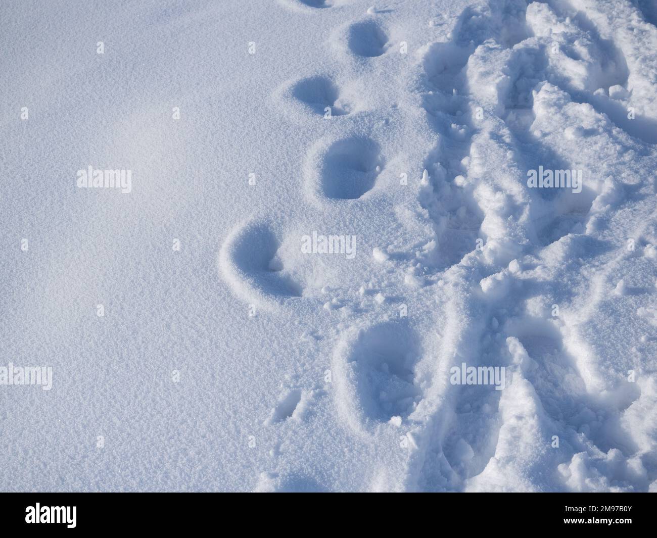 Empreintes extérieures sur la neige blanche en hiver. Empreintes de pas sur la piste de randonnée en montagne Banque D'Images