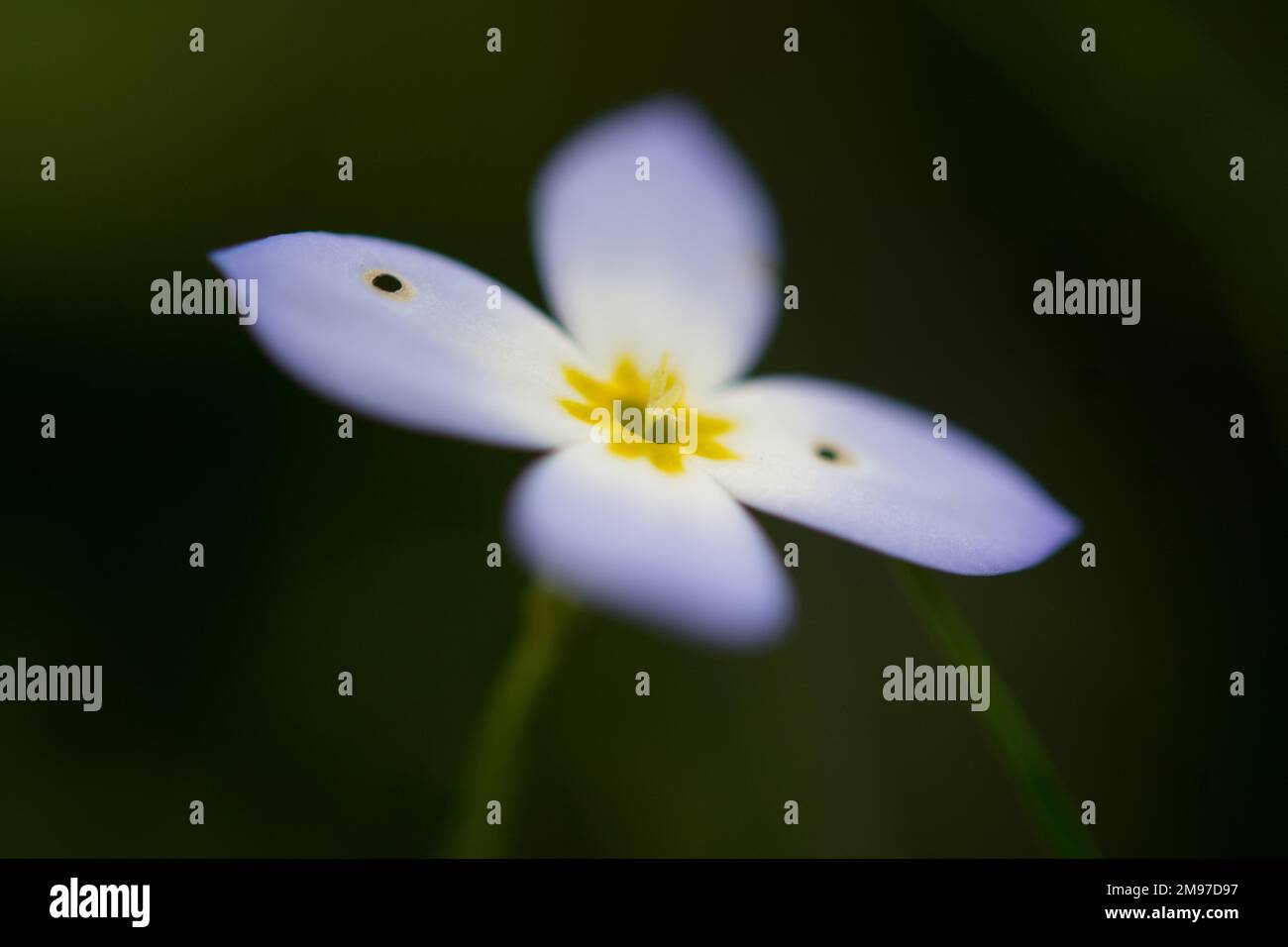 Fleur de Bluet avec deux petits trous dans les pétales Banque D'Images