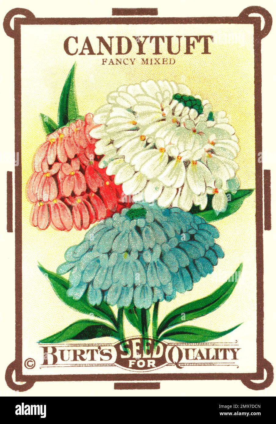 Un magnifique paquet de graines de Candytuft de la Burt’s Seeds Company, New York. Banque D'Images