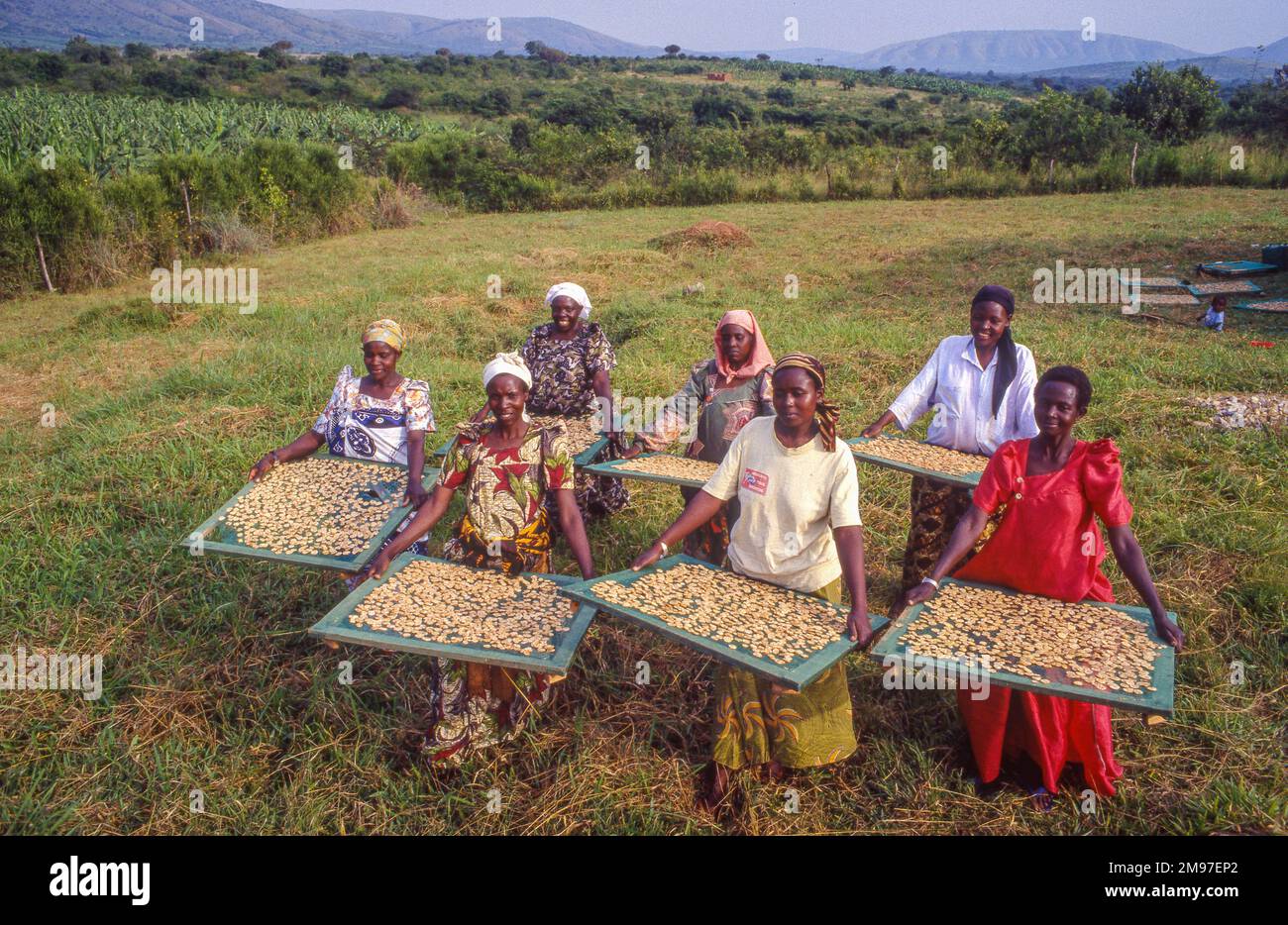 Ouganda, les femmes avec des tranches de banane étant séchées dans un soleil ou un séchoir solaire Banque D'Images