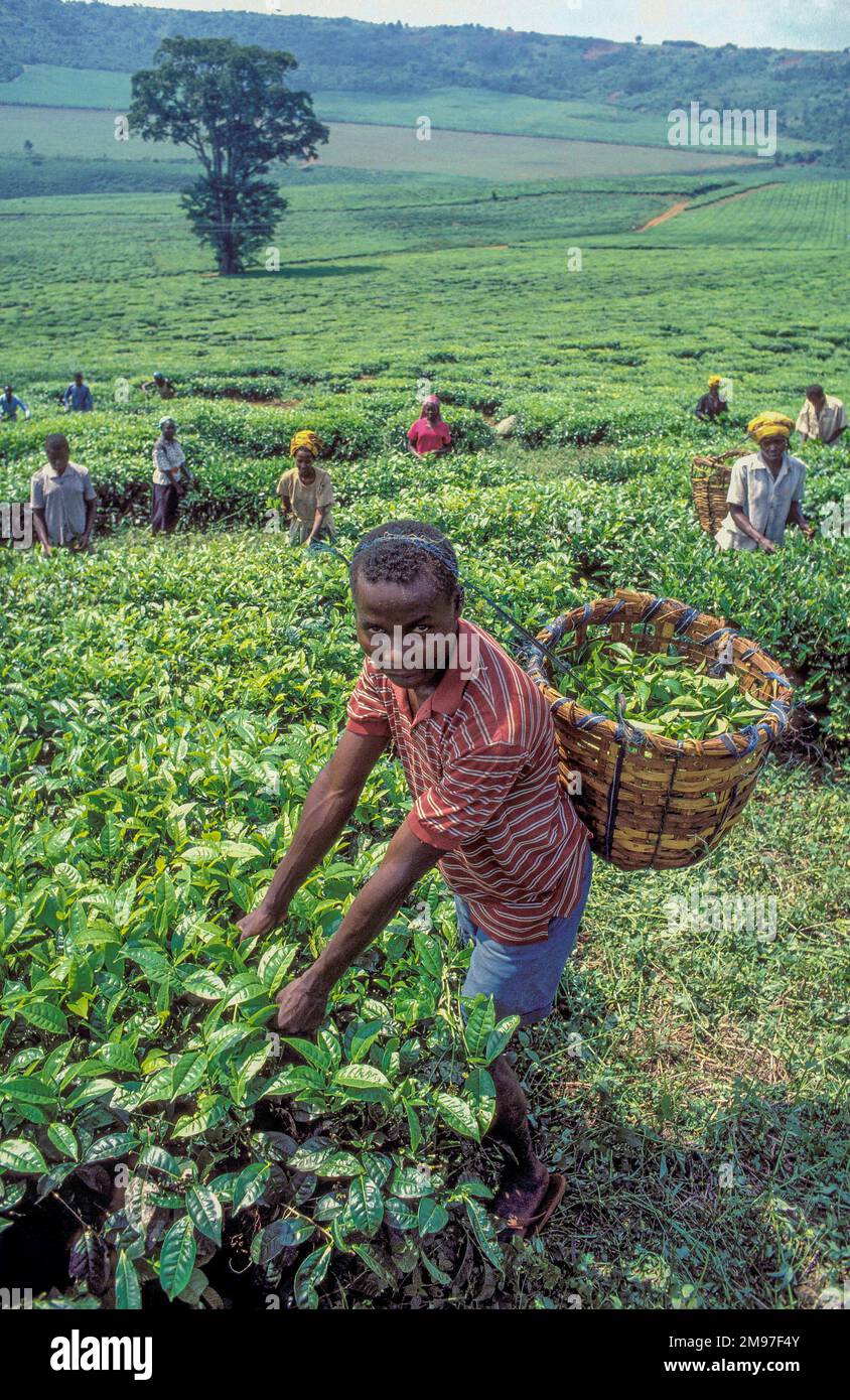 Ouganda; personnes récoltant du thé. Banque D'Images