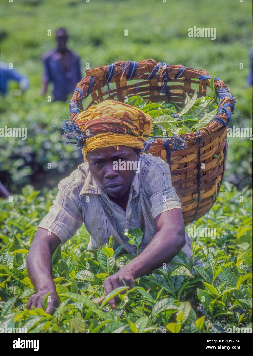 Ouganda; personnes récoltant du thé dans une plantation de thé. Banque D'Images