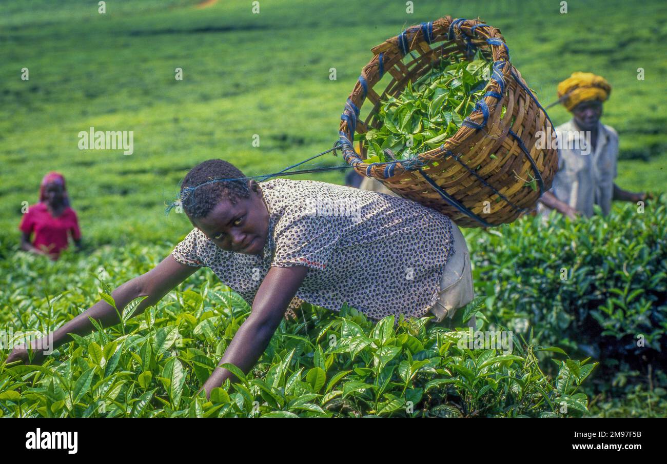 Ouganda; personnes récoltant du thé dans une plantation de thé. Banque D'Images