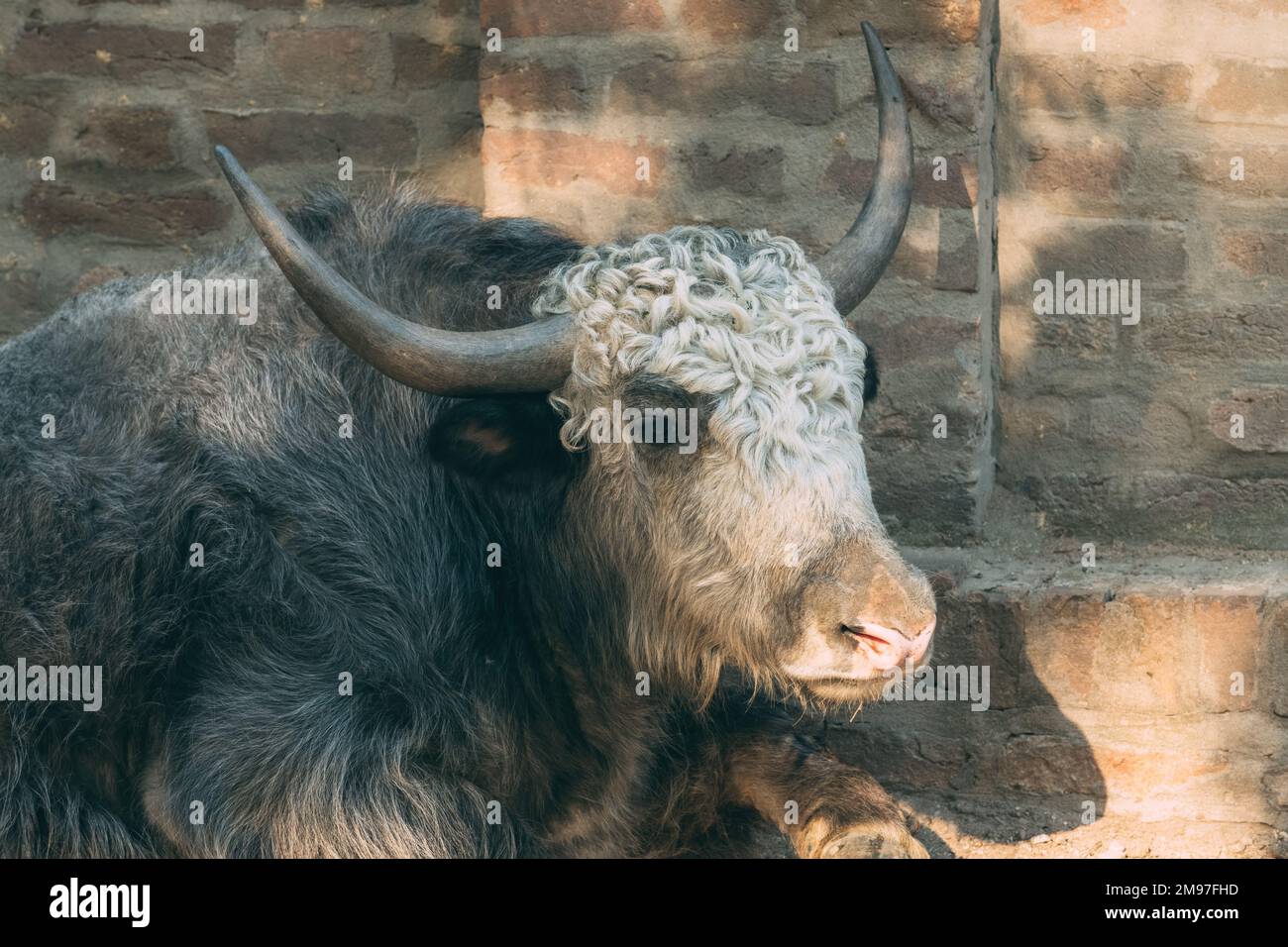 Yak domestique (Bos grunniens), également connu sous le nom de Tartary ox dans le zoo, foyer sélectif Banque D'Images