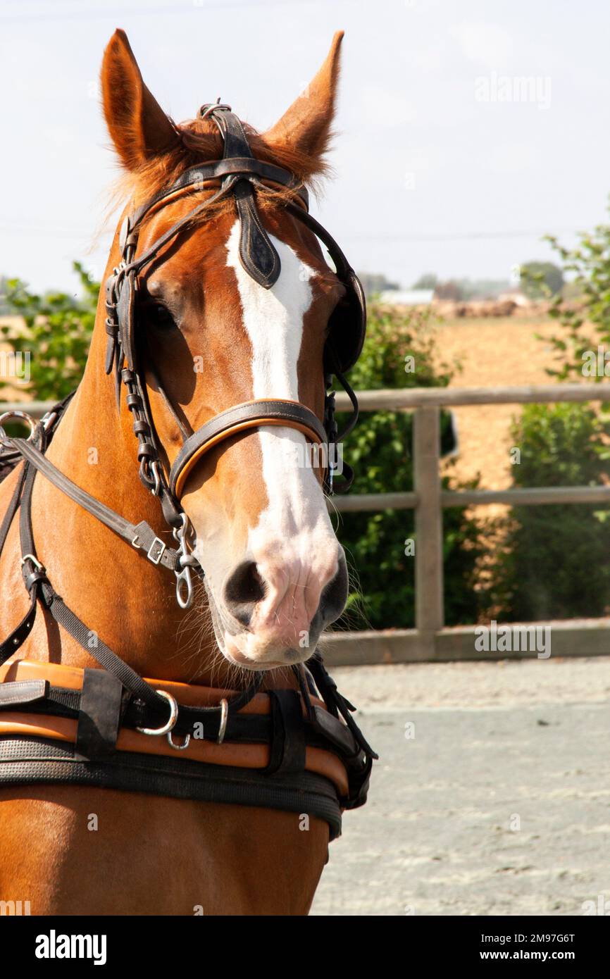 Selle Arabe Abetta 15" - Verte - Synthétique - Trail/Plaisir - Cheval Arabe
