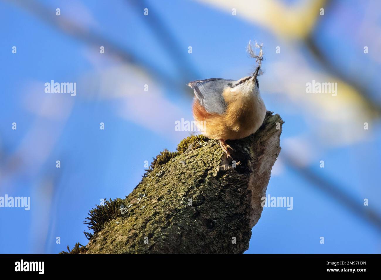 17 janvier 2023: Nuthatch (Sitta europaea) collectant des plumes de duvet peut-être pour isoler sa roost dans le temps froid de cette semaine. Burley-in-Wharfedale, West Yorkshire, Angleterre, Royaume-Uni. Credit: Rebecca Cole/Alay Live News Banque D'Images