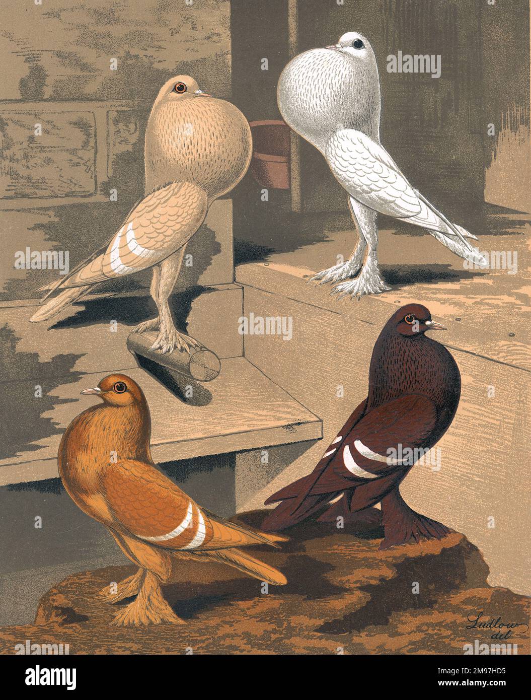 Un portrait de groupe avec une crème et un poutreur blanc Pigmy, avec un jaune, et un rouge Isabels debout dans leur coop. Le portrait illustre leurs caractéristiques identifiables comme des variantes de la race de pigeons fantaisie. Banque D'Images