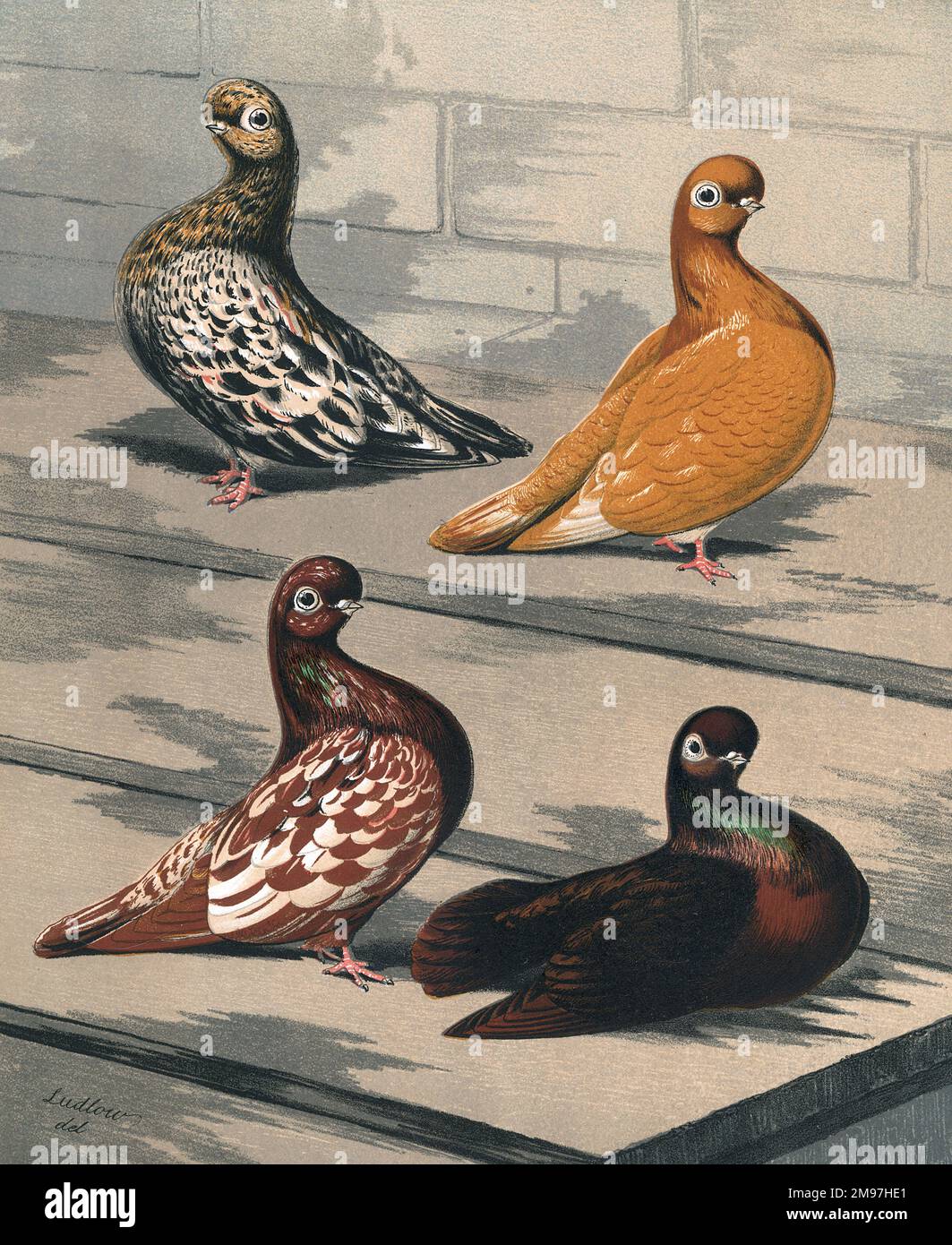 Un portrait de quatre pigeons de sous-variété de la race anglaise de Tumbler à face courte. Montrant le corps sur toute la longueur et les caractéristiques du Splash d'Almond, du Splash ou de la Mottle d'Agate rouge, de l'Agate jaune et du cerf-volant. Banque D'Images