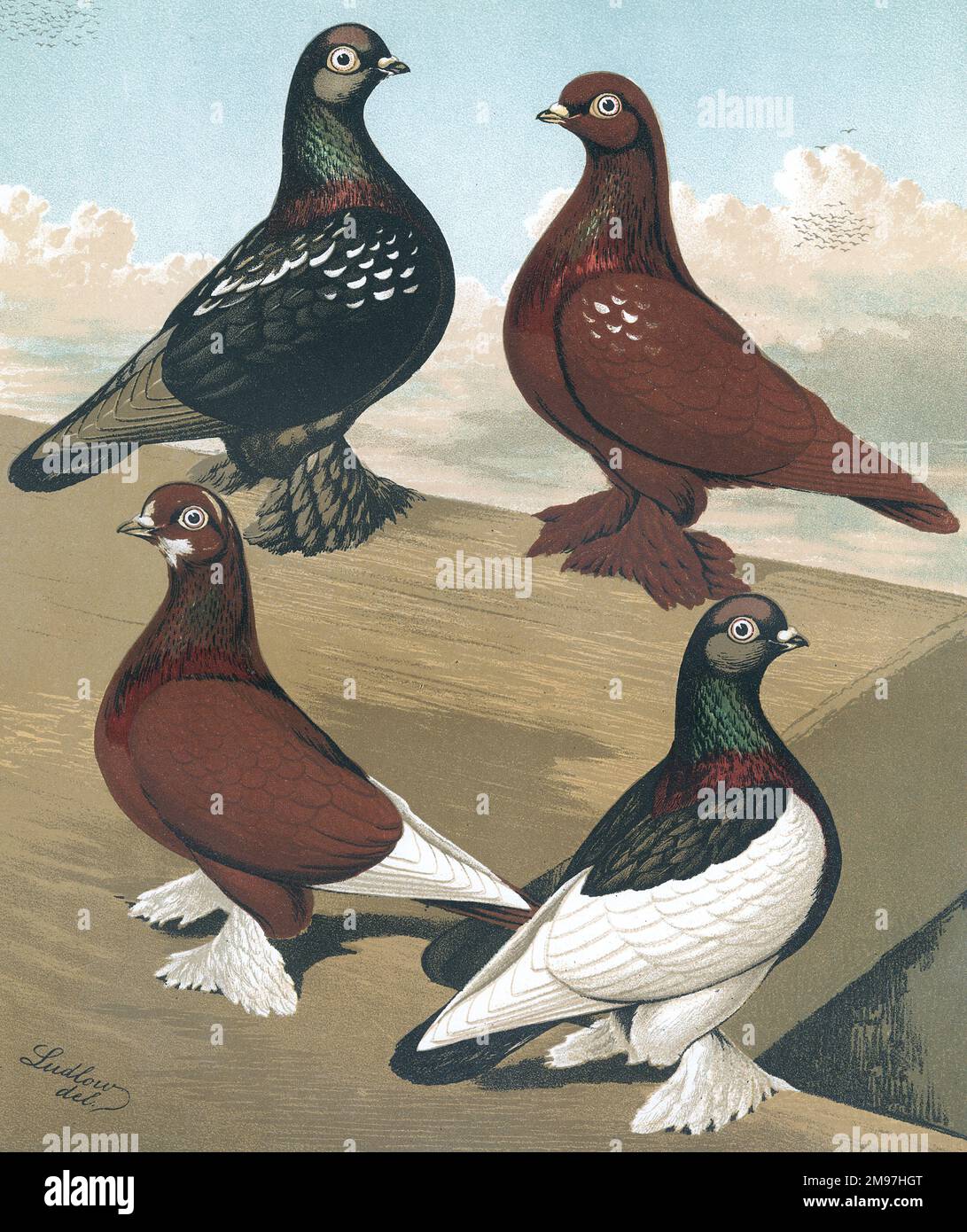 Un portrait de quatre sous-variantes de la race de pigeon à tête volante. Les gobelets volants illustrés sont la Black Rose-Wing, la Red Rose-Wing, le Red-Insigne et la Black Saddle. Le profil sur toute la longueur du corps de chaque variante présente sa coloration et ses marquages uniques. Banque D'Images