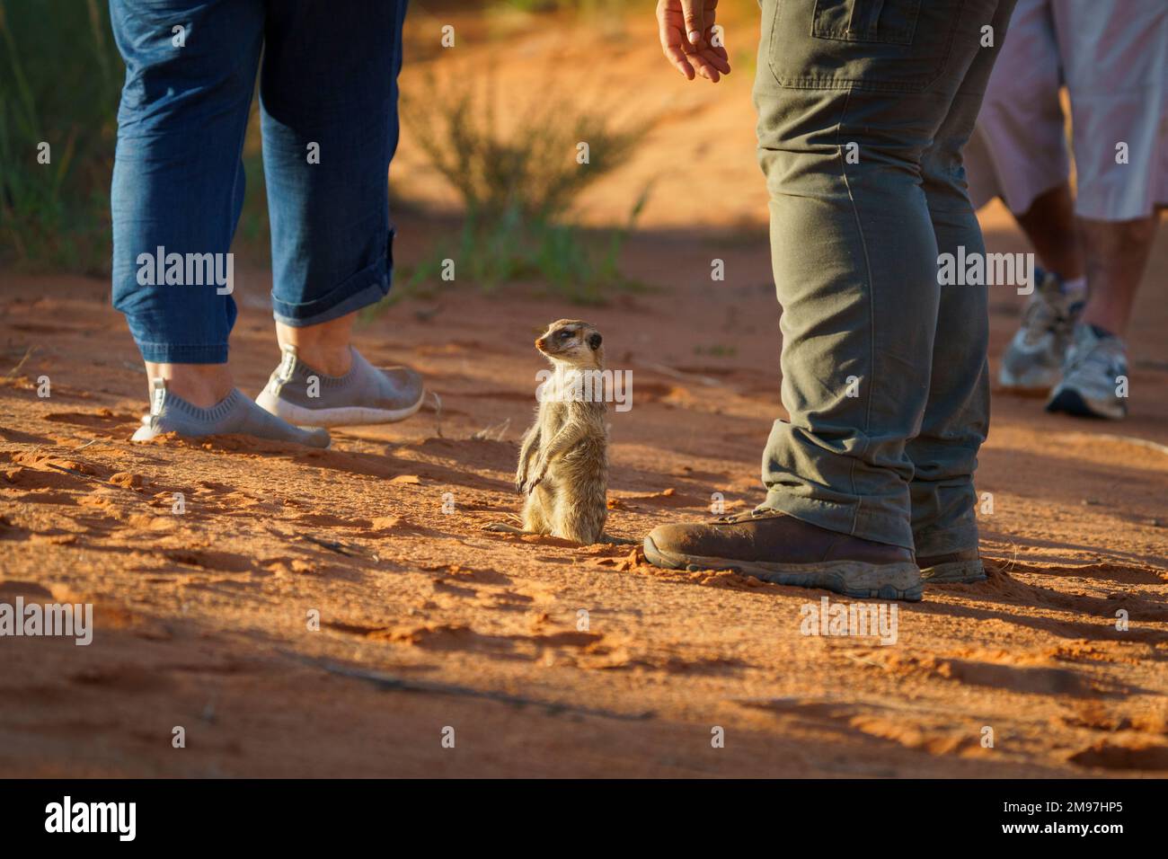 Le bébé Meerkat (Suricata suricata) est debout sur un sol orange entre les jambes des touristes. Kalahari, Afrique du Sud Banque D'Images