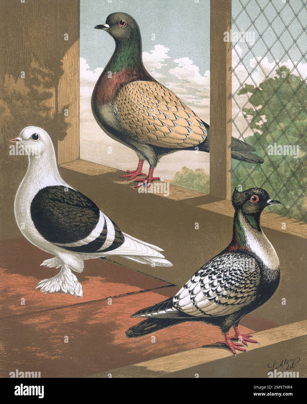 Un portrait de trois variétés de pigeon de la race 'German Toy'. Les illustrations du Bouclier, de la jacinthe et du Suabian montrent leurs caractéristiques uniques et leur corps entier pour démontrer leurs qualités esthétiques comme des races très estimées. Chaque pigeon a sa propre formation de plumage unique, et des caractéristiques supplémentaires, telles que l'aile à deux barbelés et les pieds à plumes de Shaild, le laçage tricolore de la jacinthe dans son aile, et la tête à crête de Suabian. Banque D'Images