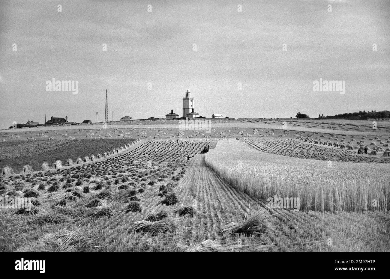 Un champ de maïs partiellement récolté, avec un phare et des bâtiments de ferme à l'horizon. Banque D'Images