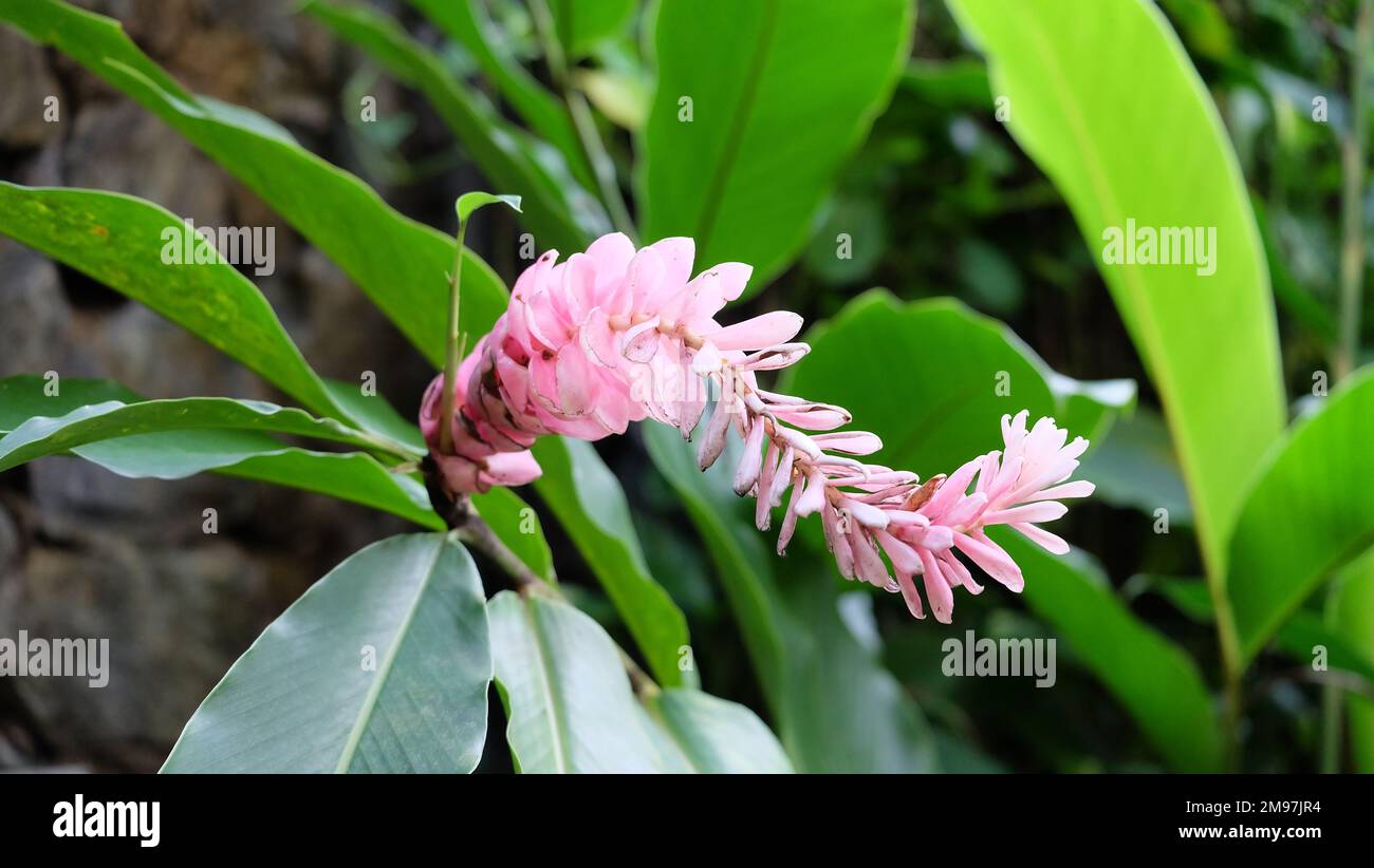 Fleur de gingembre rose allongée, avec feuilles vertes à l'arrière-plan. Banque D'Images