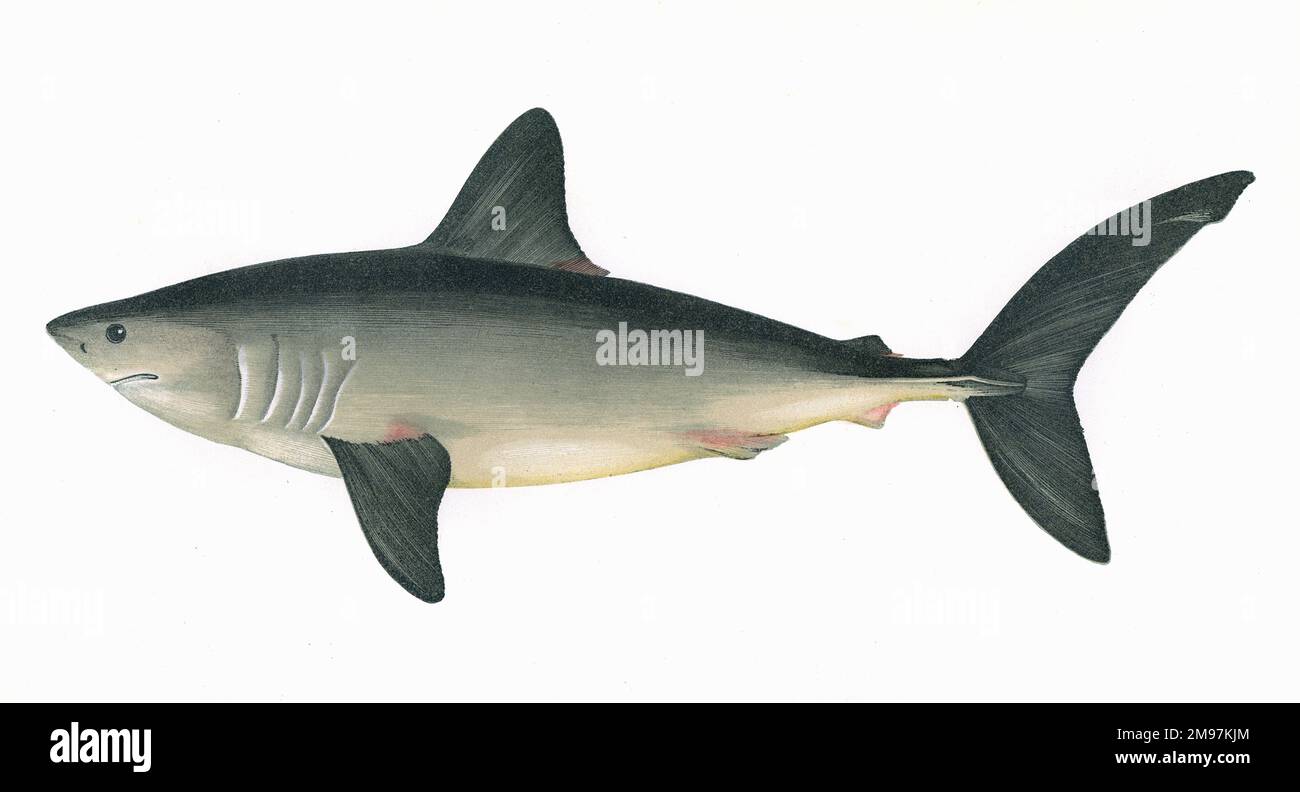 Le Canada veut protéger le requin-taupe commun
