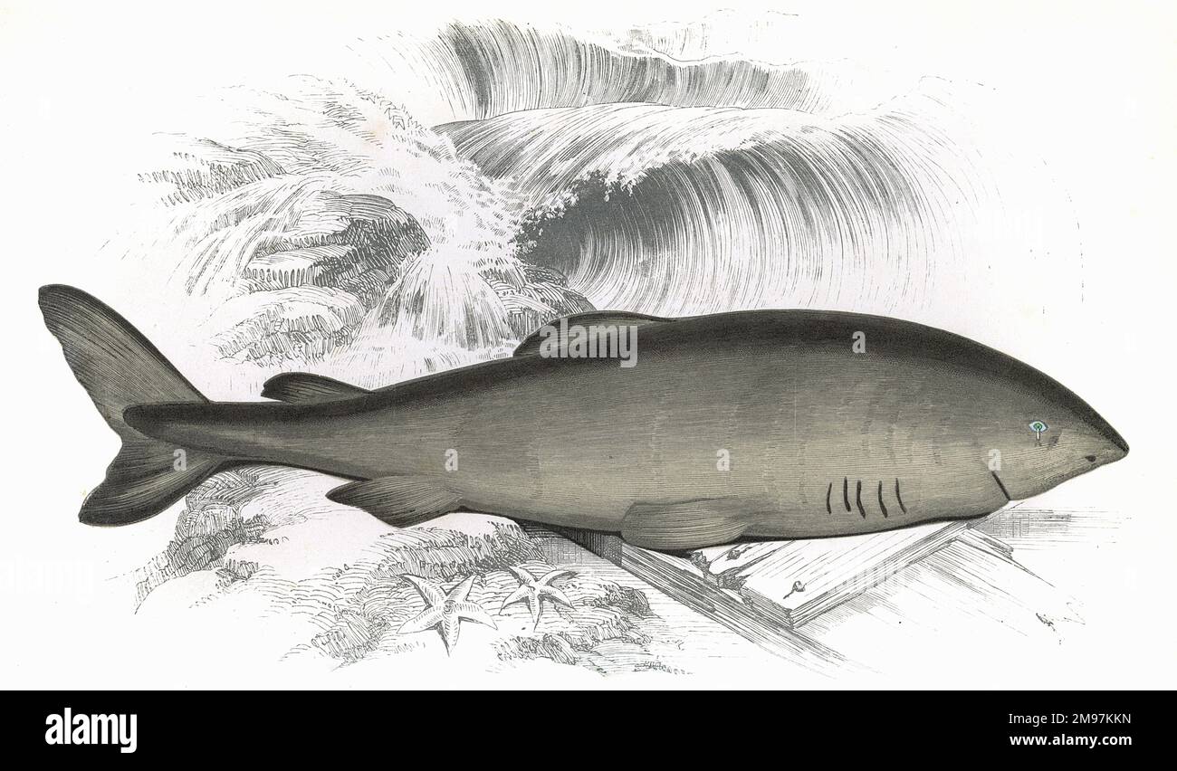 Somniosus microcephalus, ou requin du Groenland, également connu sous le nom de requin gurry, requin gris et Eqalussuaq. Banque D'Images