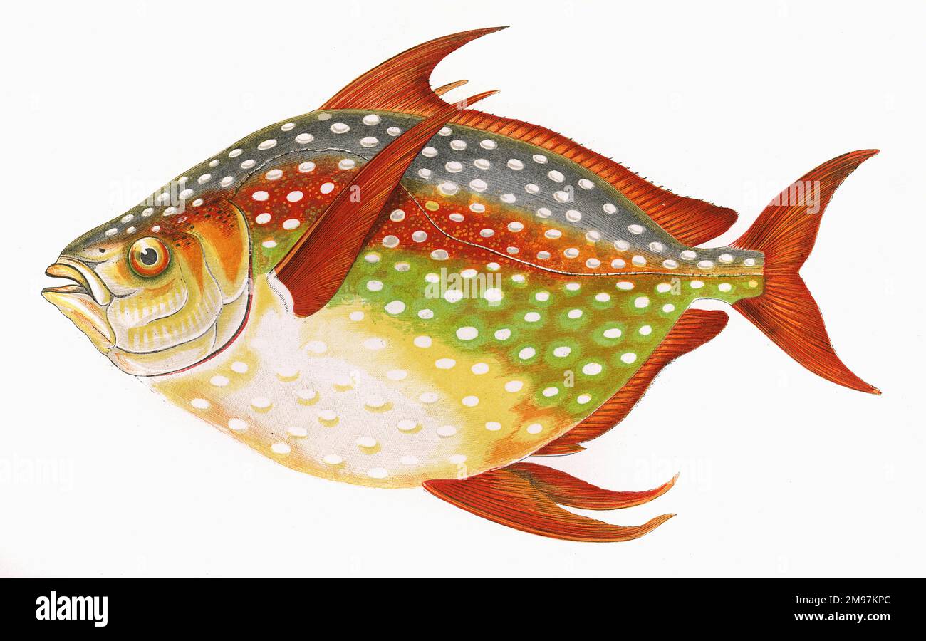 Lampris guttatus, également connu sous le nom d'Opah, Cravo, Moonfish, Kingfish et Jerusalem Haddock. Banque D'Images