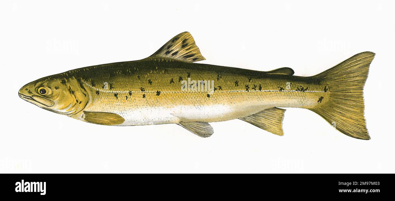 Salmo trutta, ou truite brune, également connue sous le nom de truite grise, truite de mer, truffe de mer et truite de mer, de la famille des Salmonidae. Banque D'Images