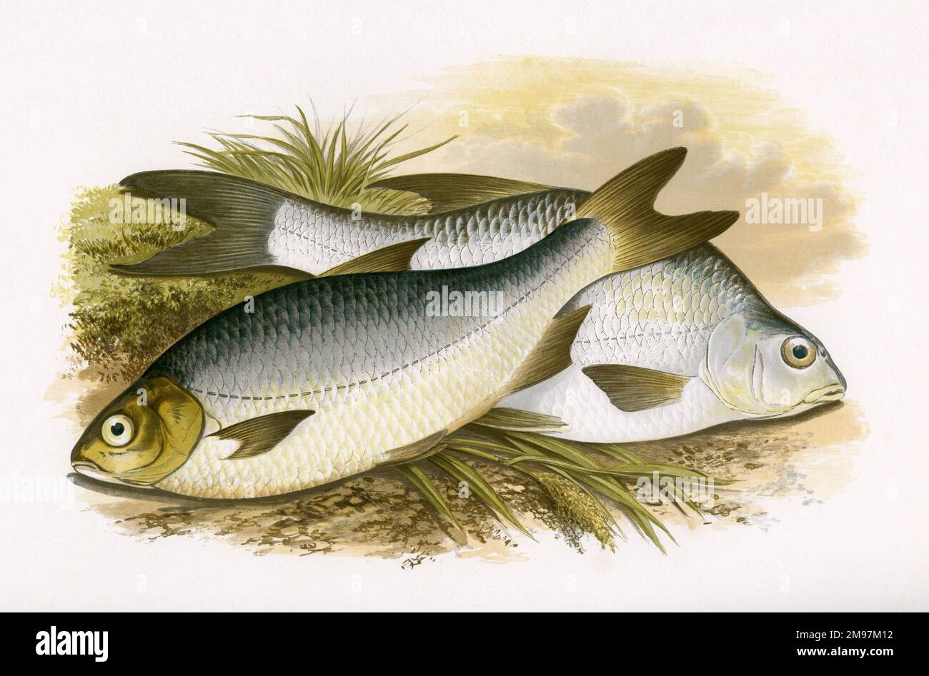 Bien que nommés séparément ici comme Pomeranian et Bream blanc, ces deux sont le Bream argent ( Blicca bjoerkna, également connu sous le nom de Bream blanc et BreamFlat). Banque D'Images