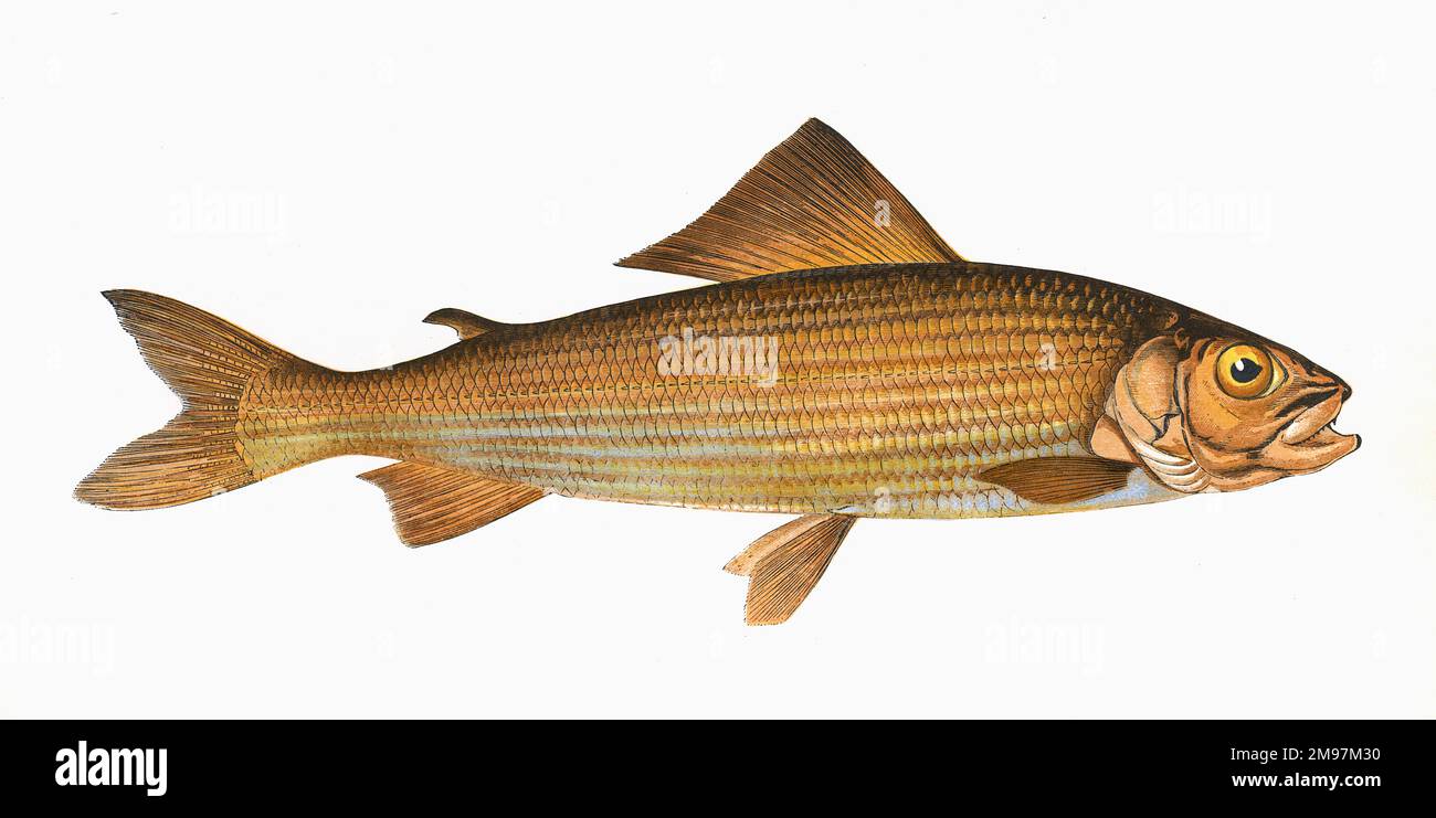 Thymallus thymalus, ou Grayling, un poisson d'eau douce de la famille des Salmonidae. Banque D'Images