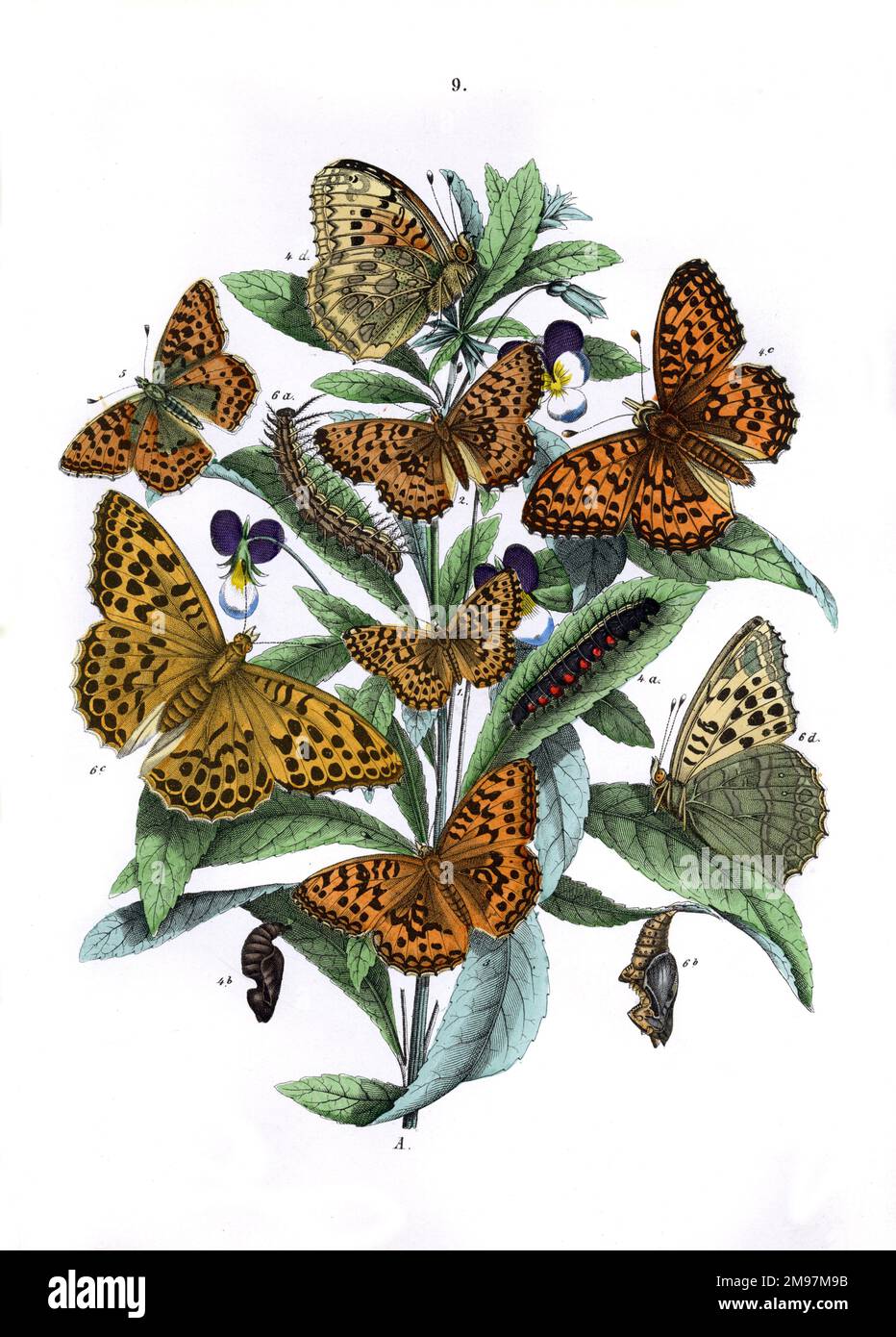 Illustration, Nymphalidae -- Argynis Dia, Argynis Amathusia, Argynis Adippe, Argynis Aglaia, Argynis Lathonia, Argynnis Paphia. La plante est Wild Heartsease (Viola Tricolor). Banque D'Images