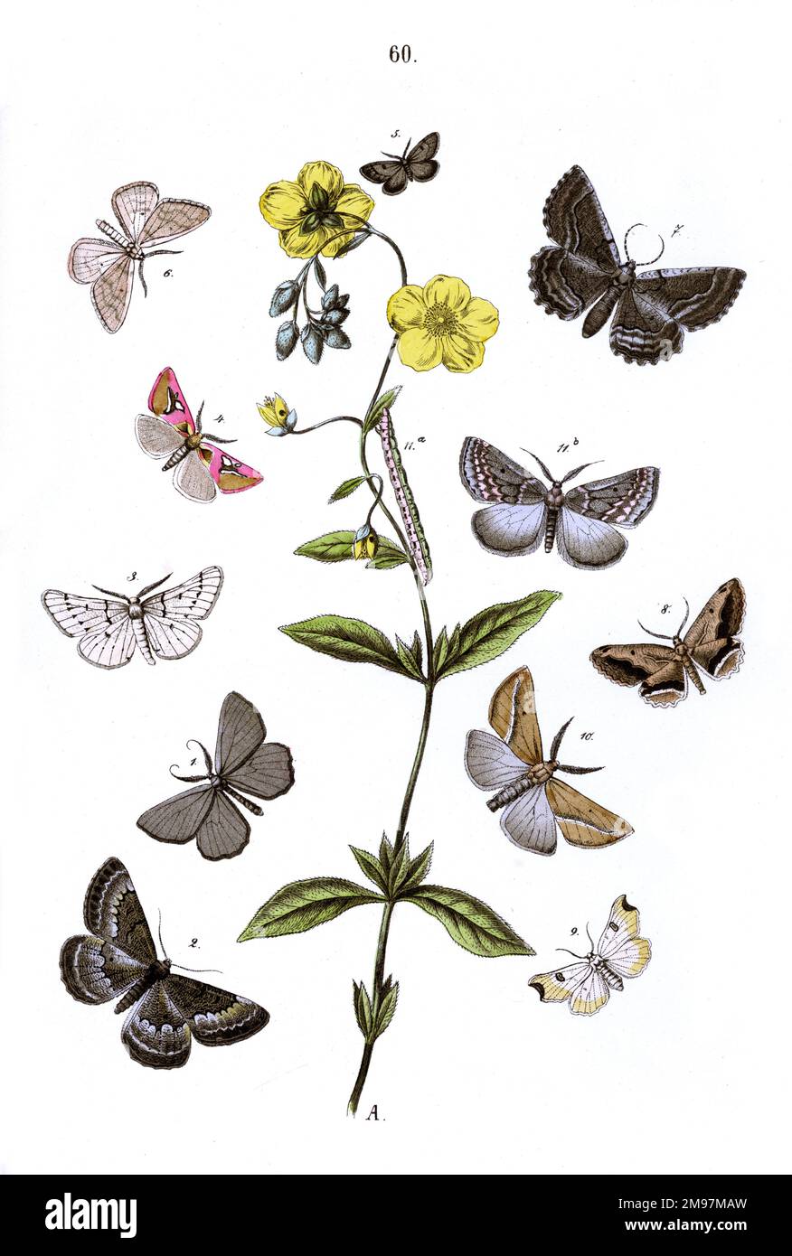 Illustration, Geometrae -- Cleogene Peletieraria, Gnophos Obfuscata, Scodiona Belgiaria, Cimelia Margarita, Pygmaena Fusca, Eusarca Badiaria, Nychiodes Lividaria, Hemerophila Abraptaria, Eilicrinia Cordiaria, Ligia Opacaria, Chemerina Caligineoria. La plante est Cistus (Helianthemum). Banque D'Images