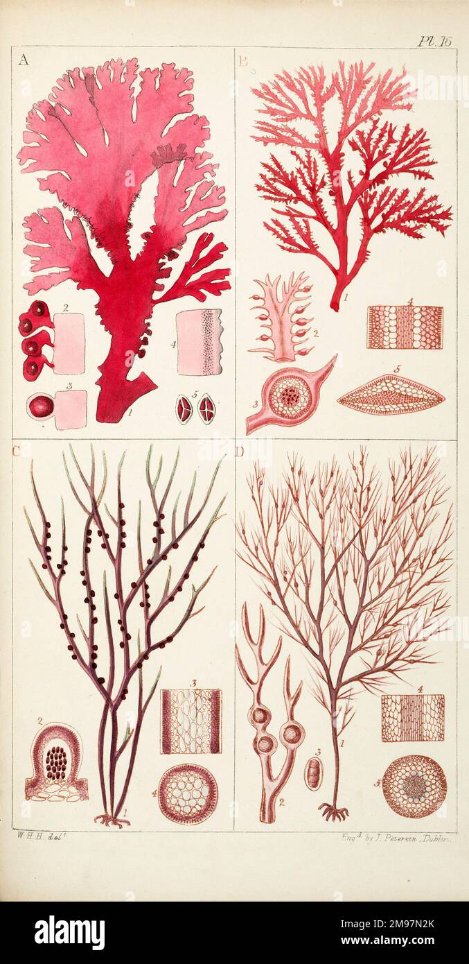 Quatre genres de mauvaises herbes marines. Gravure de James Peterkin, de William Henry Harvey, Un manuel d'algues marines britanniques. Banque D'Images