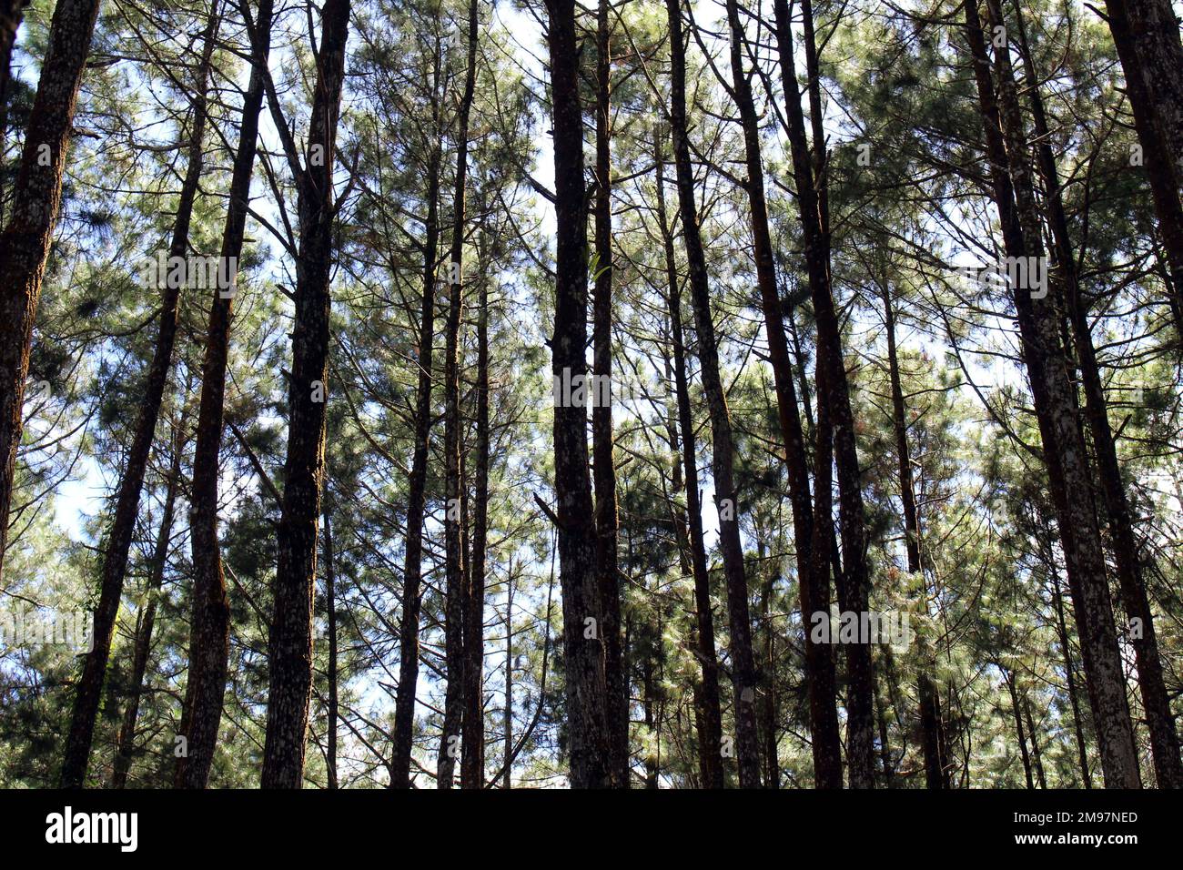 Forêt de pins à Jogja ou appelée Pinus hutan pendant une pandémie Banque D'Images