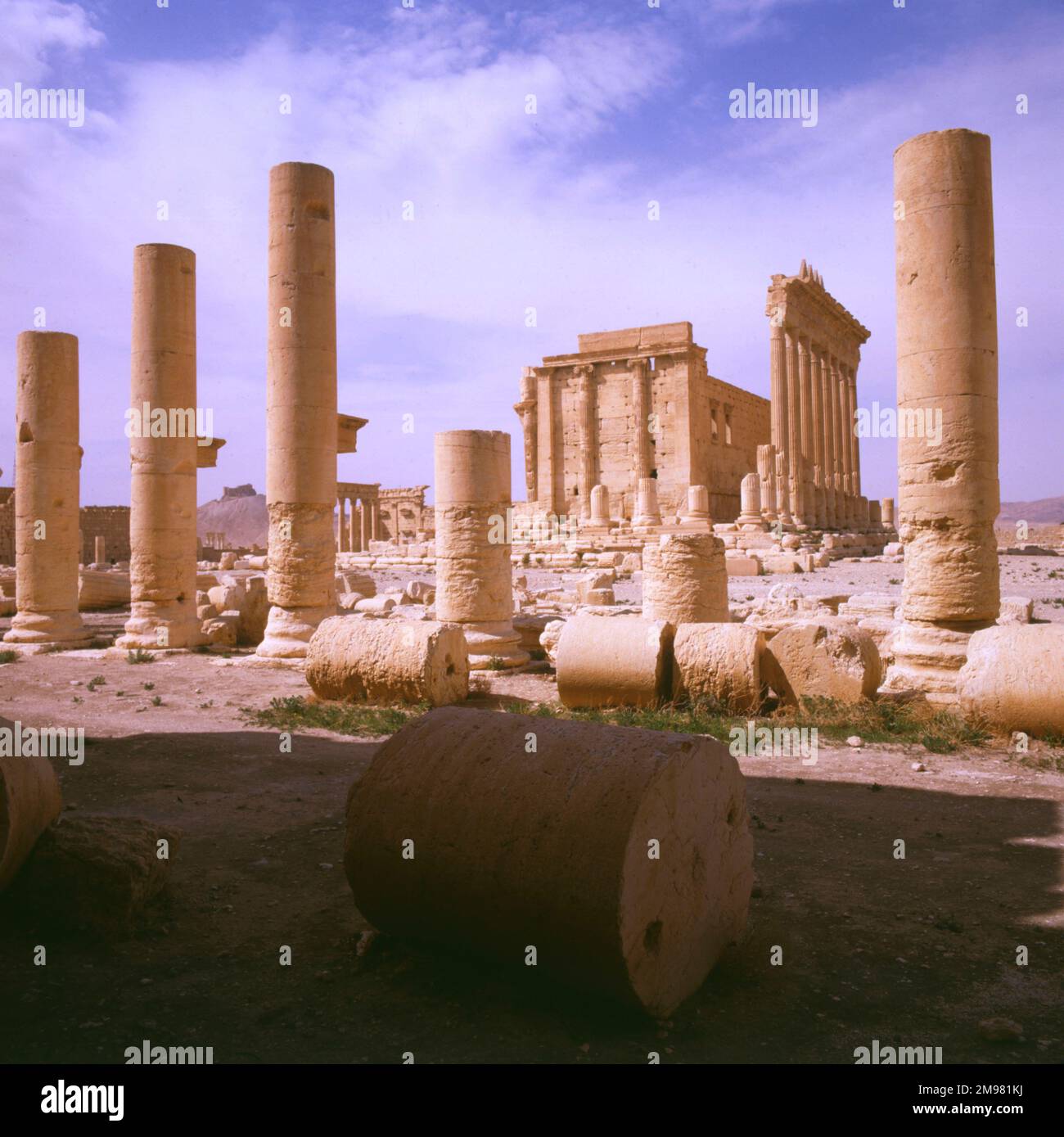 Palmyra, Syrie - colonnes et vue vers le Temple de Bel (Baal). Les ruines du temple ont été détruites par l'État islamique d'Irak et le Levant (ISIS) en août 2015. Banque D'Images