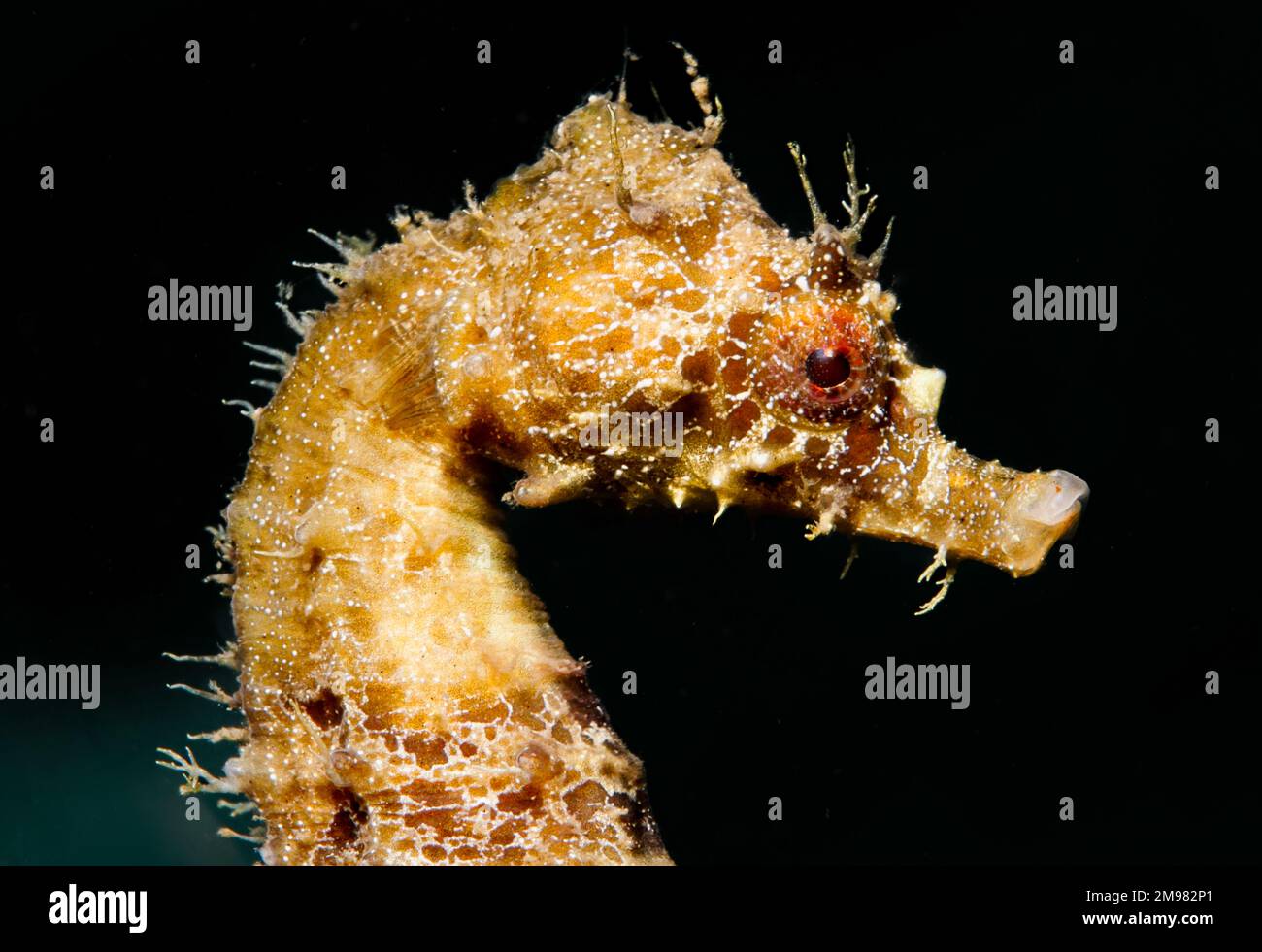 Nudibranche de Chypre - Flabellina affinis Banque D'Images