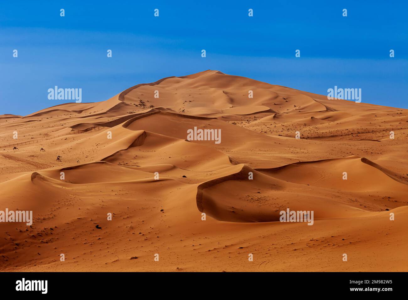 Paysage désertique avec dunes de sable, Arabie Saoudite Banque D'Images