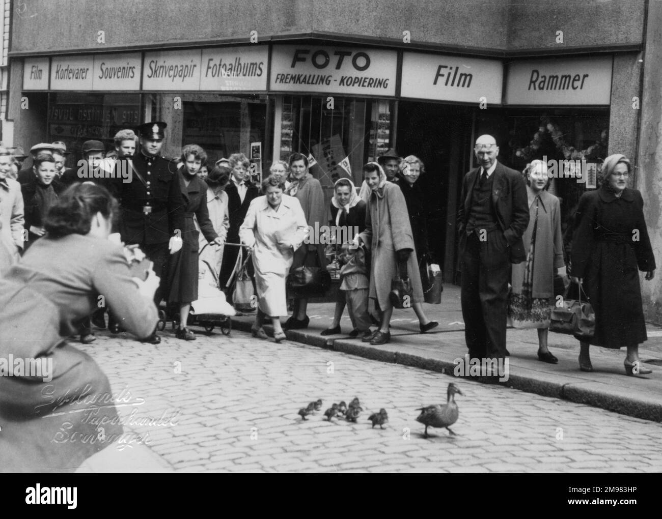 Un canard de momie et sa famille de jeunes canetons reçoivent une escorte de police alors qu'ils fouillent en toute confiance le long des rues de Stavanger, en Norvège, rassemblant une foule! Banque D'Images