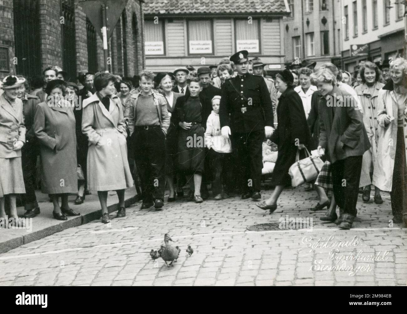 Les résidents et les passants enthousiastes regardent une famille de canards se rendre dans une petite ville du Danemark. Banque D'Images
