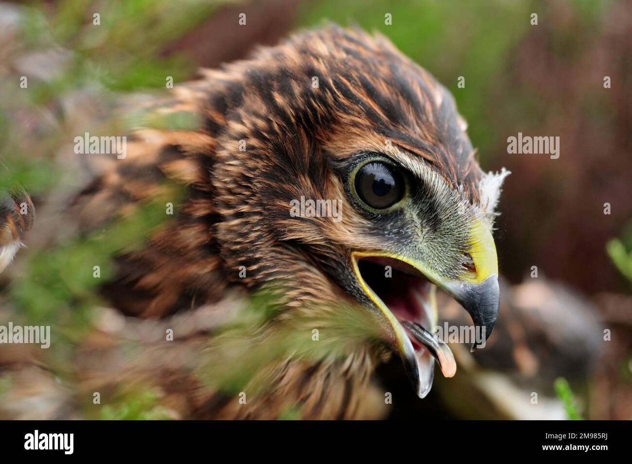 Harrier de poule (Circus cyaneus), oiseau juvénile dans le nid et près de la fuite, projet de démonstration de Langholm Moor, Dumfries-shire, Écosse, juin 2010 Banque D'Images