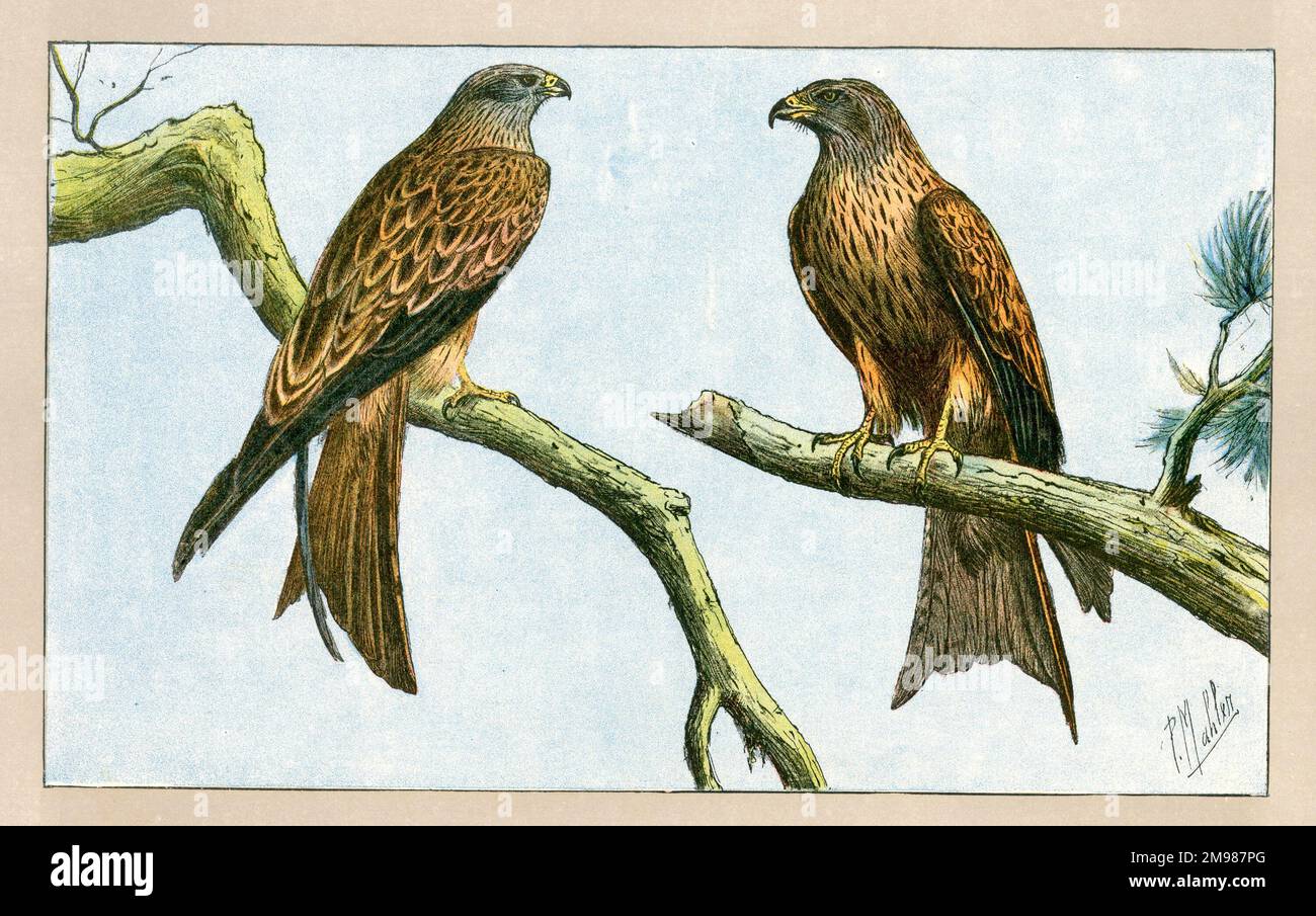 Deux oiseaux de proie assis sur des branches. Banque D'Images