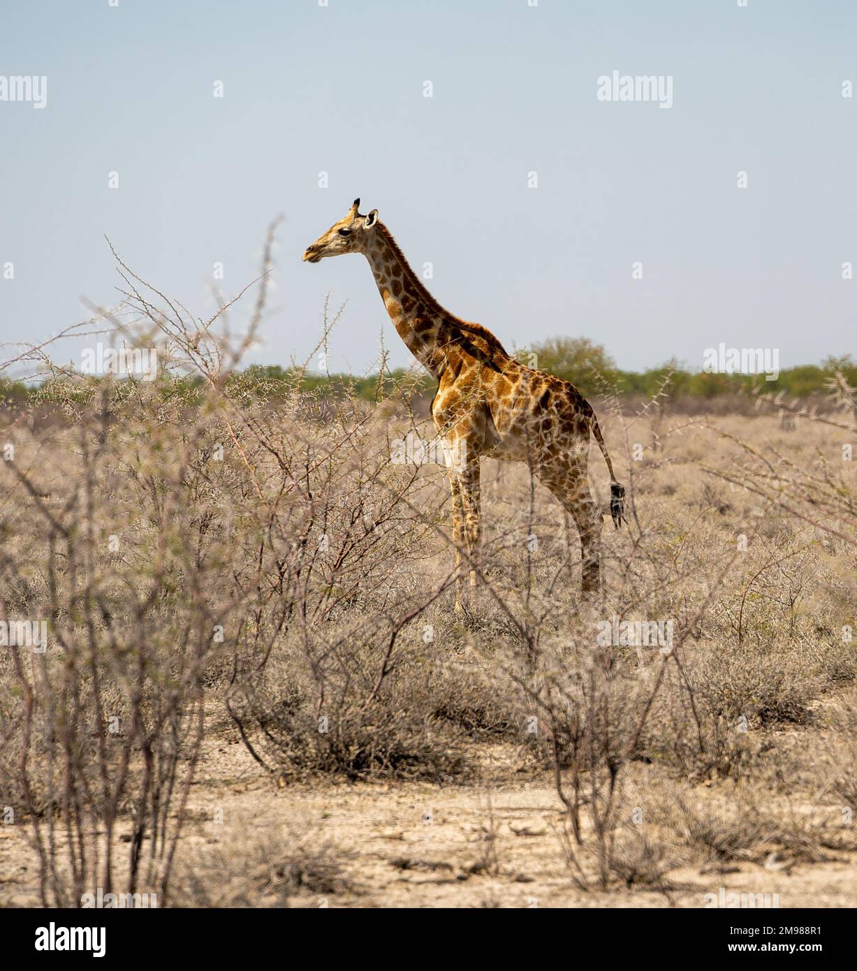 Girafe Etosha National Park, Namibie Banque D'Images