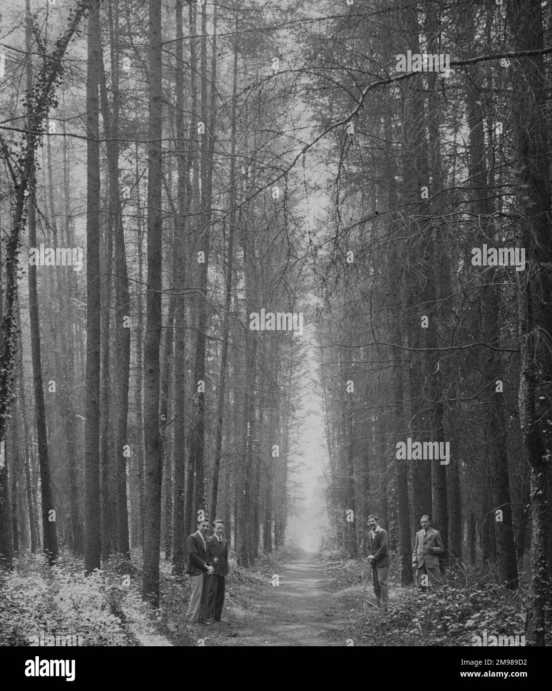Quatre hommes debout sur un sentier dans la forêt de Bere, Hampshire, Angleterre. Banque D'Images