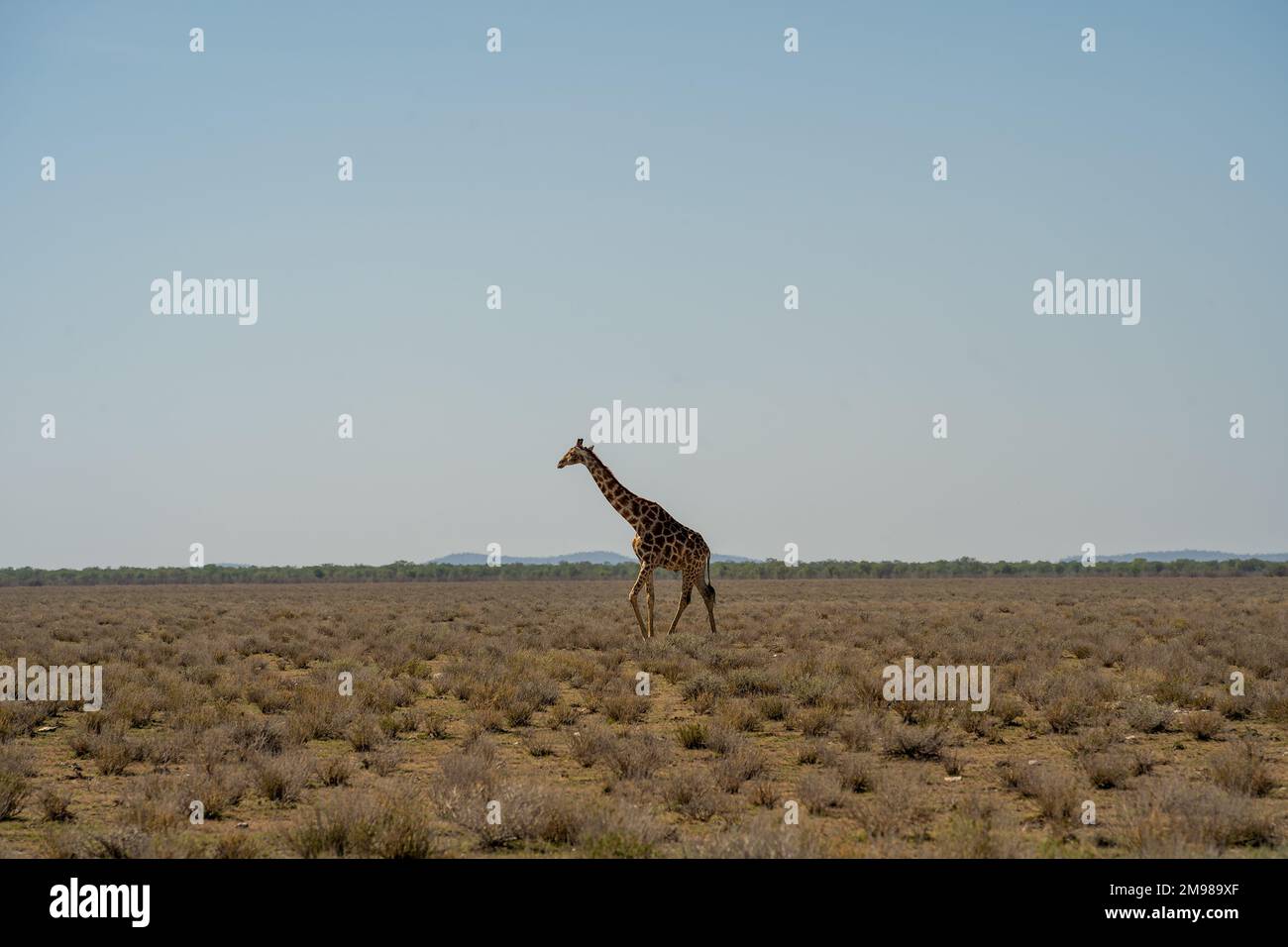 Girafe Etosha National Park, Namibie Banque D'Images