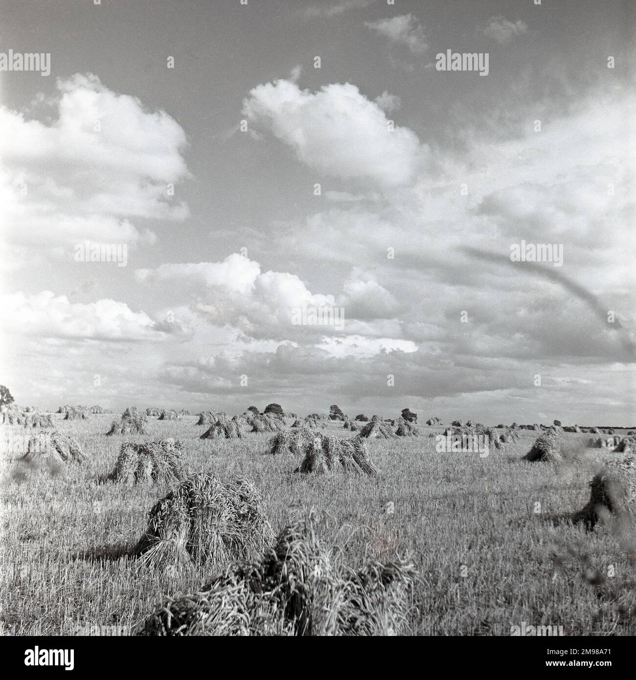Cornfield au moment de la récolte -- l'une des images prises par Adams pour la campagne britannique d'après-guerre en temps de paix. Banque D'Images