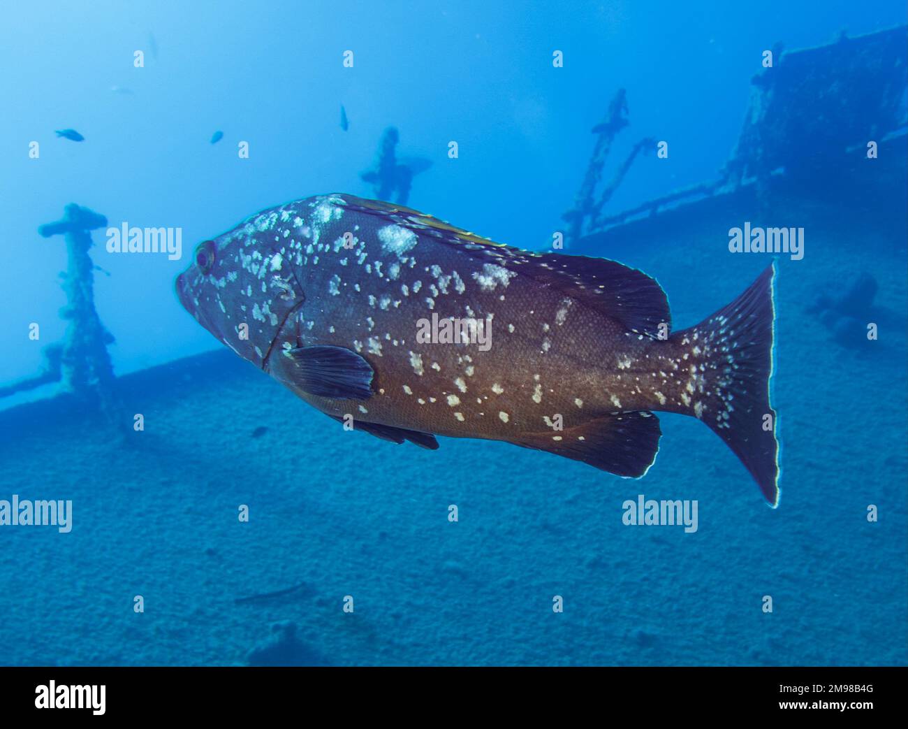 Mérou méditerranéen dusky de l'épave de Zenobia Banque D'Images