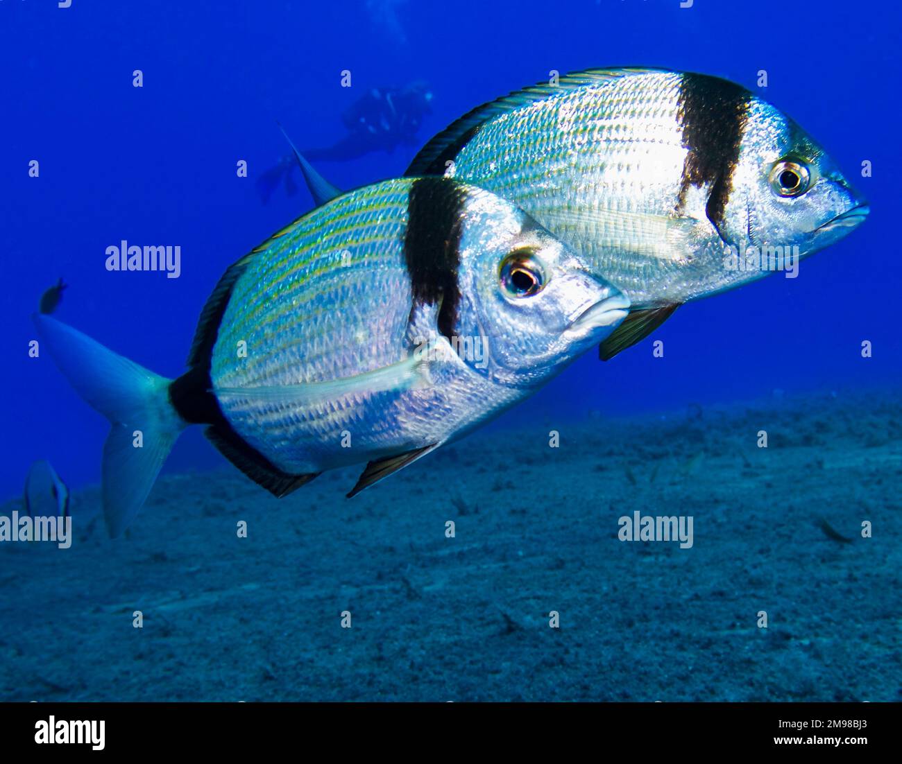 Deux bandes de la dorade de Chypre Banque D'Images