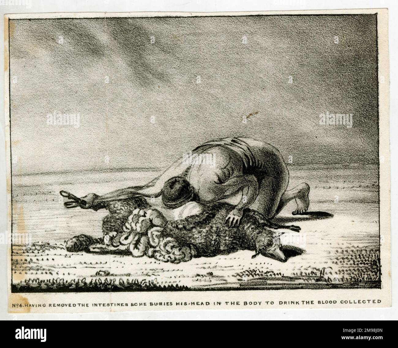 Le Sheep-Eater de l'Hindustan, n° 4, ayant enlevé les intestins il enterra sa tête dans le corps pour boire le sang recueilli. Banque D'Images