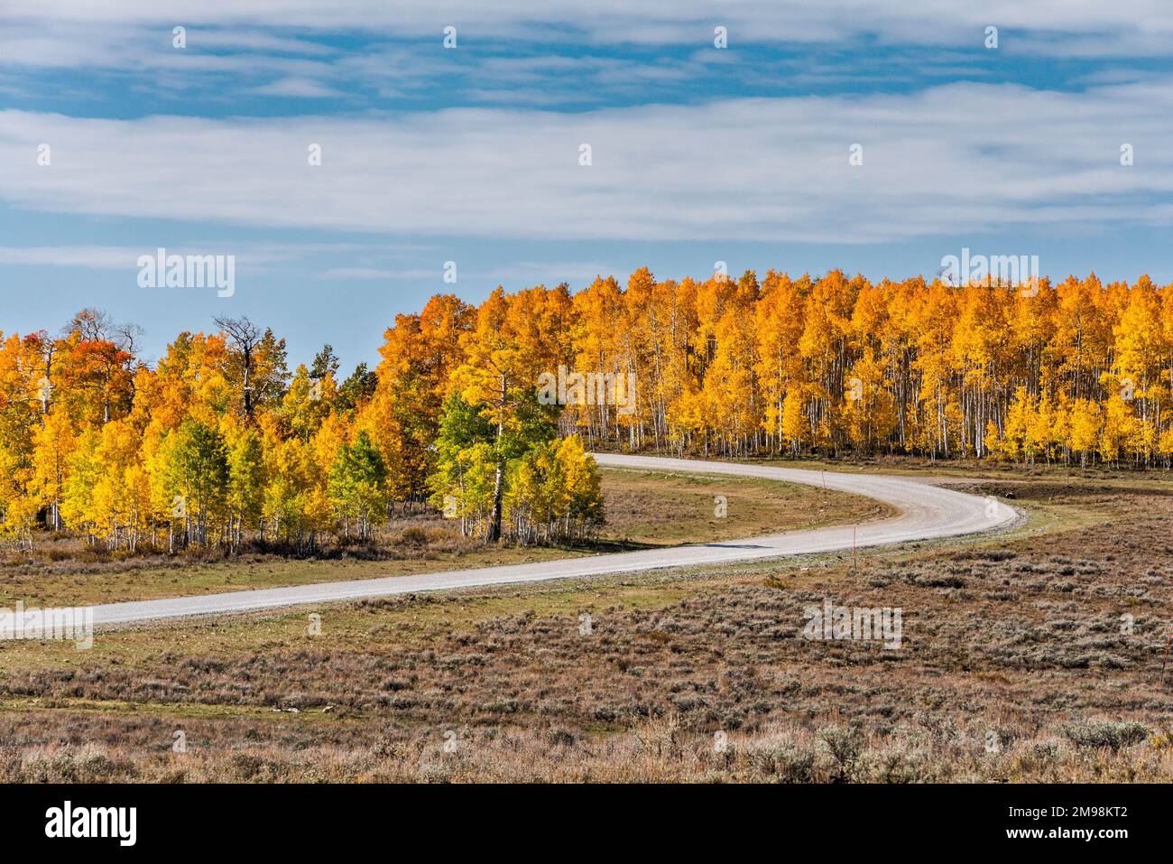 Aspen grove en automne, Skyline Drive Scenic Drive, Wasatch plateau, Manti la Sal National Forest, Utah, États-Unis Banque D'Images