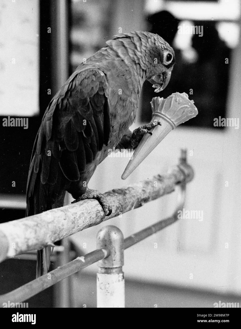 Parrot avec une fantaisie pour la glace, Penscynor Bird Park, pays de Galles. Banque D'Images
