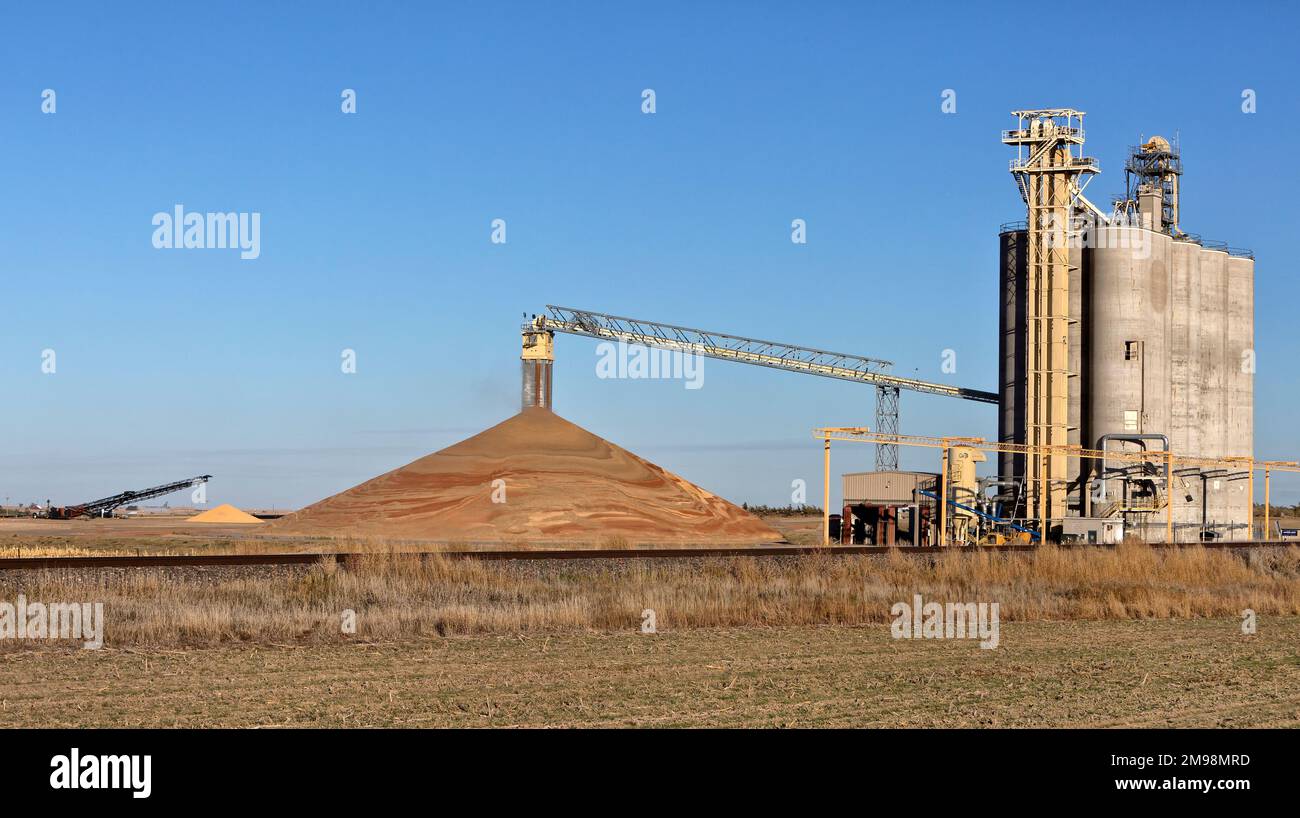 Récolte de sorgho « vulgare » et de maïs « Zea mays » stockée à l'emplacement de l'élévateur, convoyeur à courroie, en attente de transport, Kansas. Banque D'Images