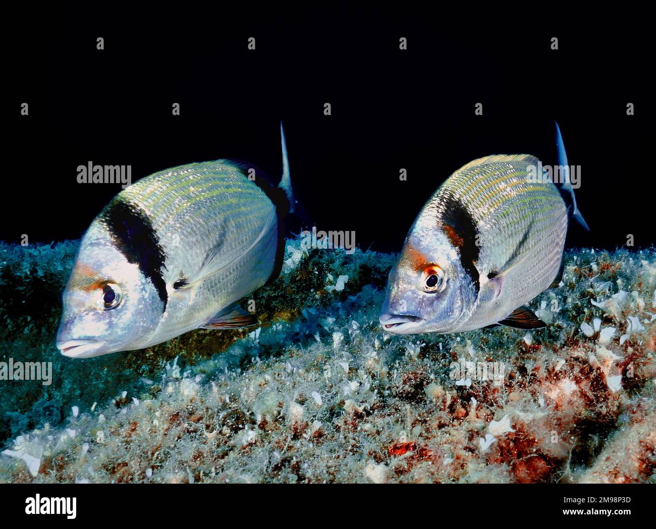 Deux bagués de la dorade - Diplodus vulgaris Banque D'Images