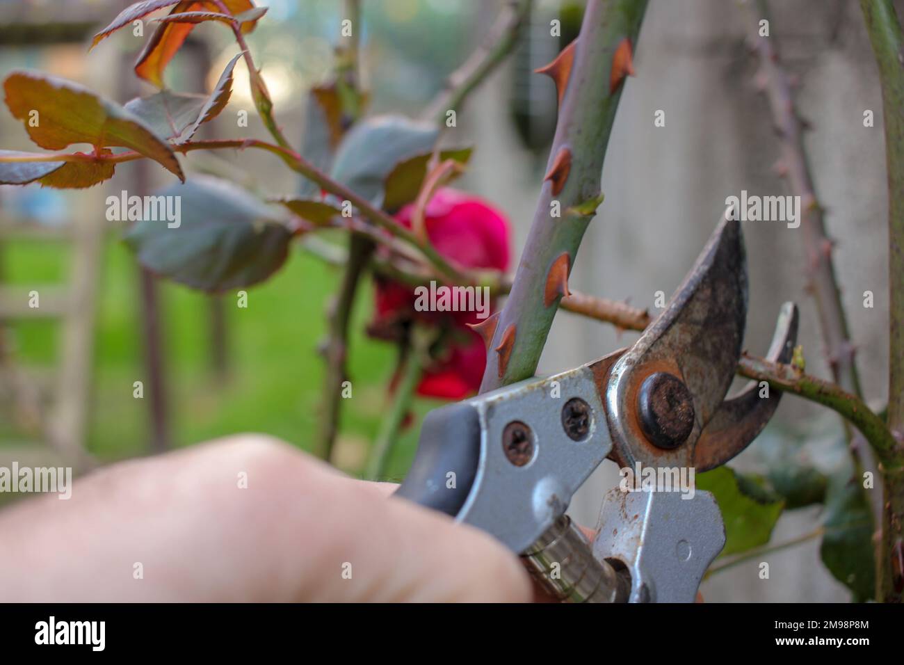 élaguer les rosiers dans le jardin est un moyen de se détendre Banque D'Images