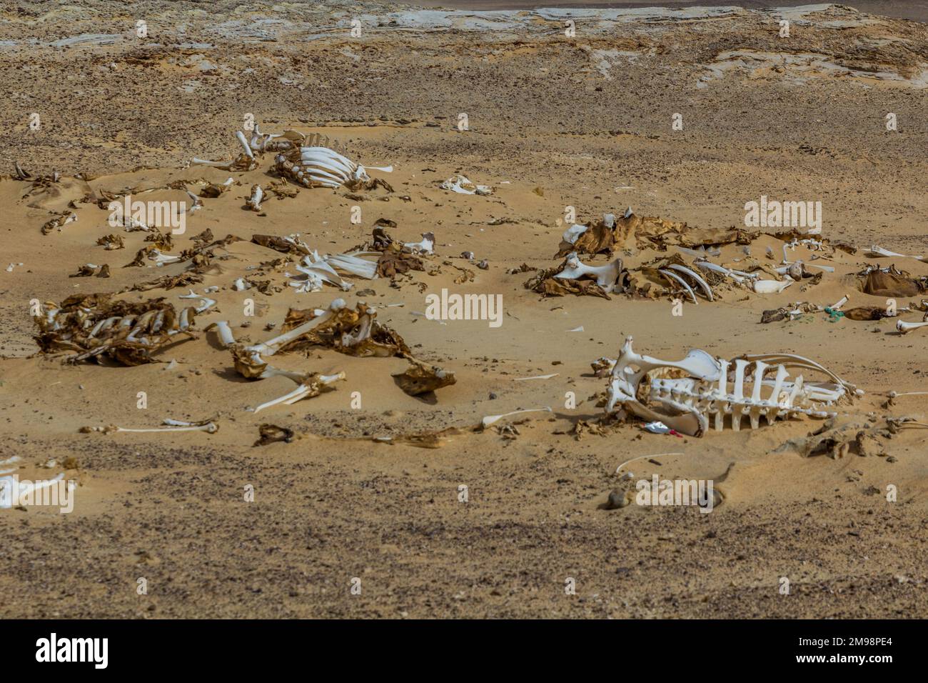OS animaux dans un désert près de l'oasis de Bahariya, Egypte Banque D'Images