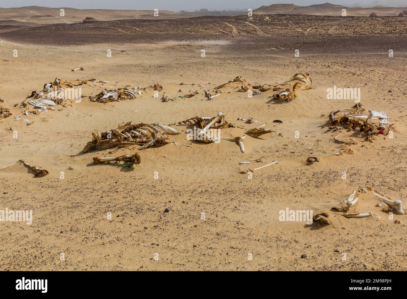 OS animaux dans un désert près de l'oasis de Bahariya, Egypte Banque D'Images