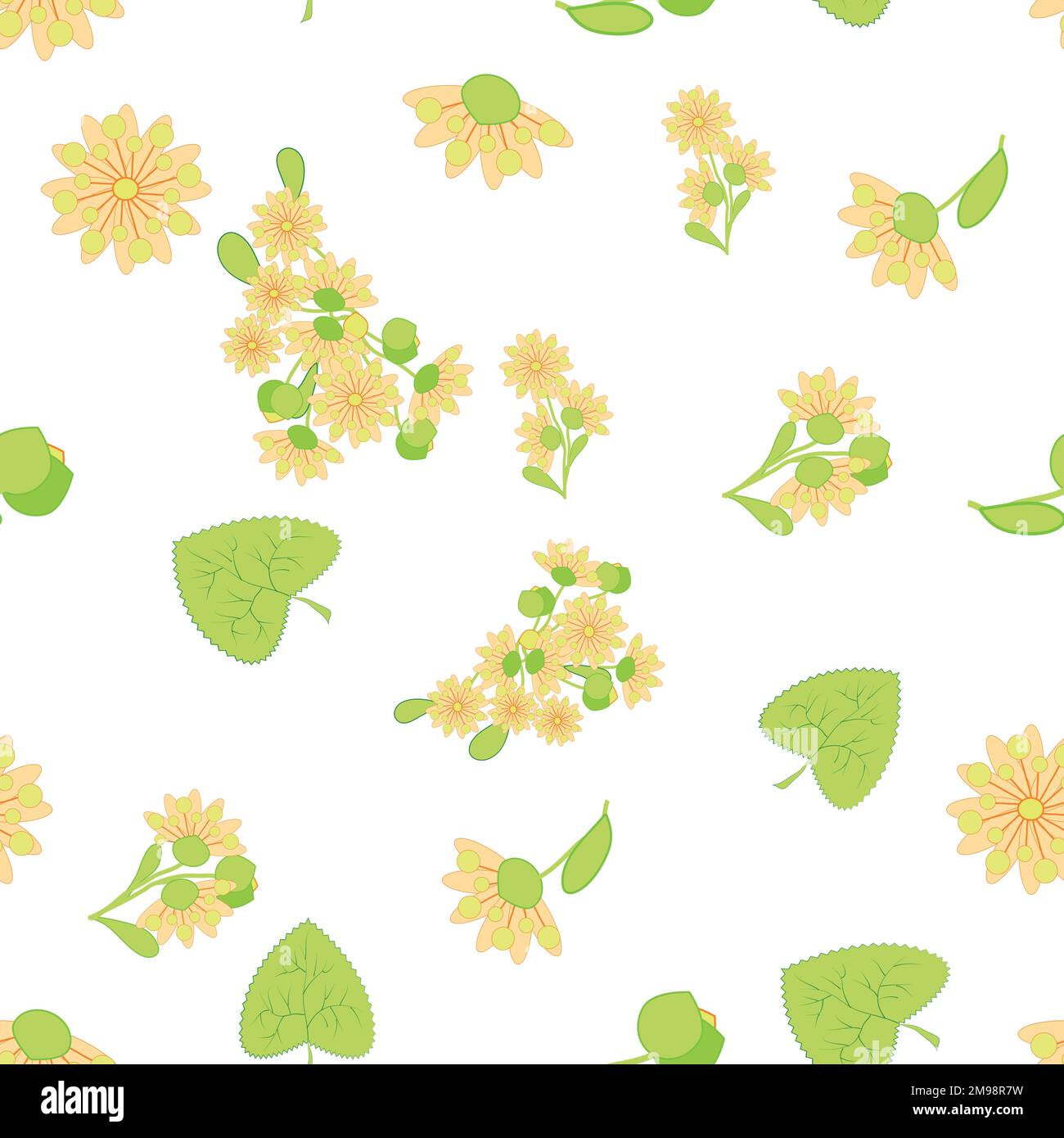 Motif fleuri sans couture avec fleurs de linden. Design écologique dessiné à la main pour le tissu et le papier d'emballage. Illustration de Vecteur